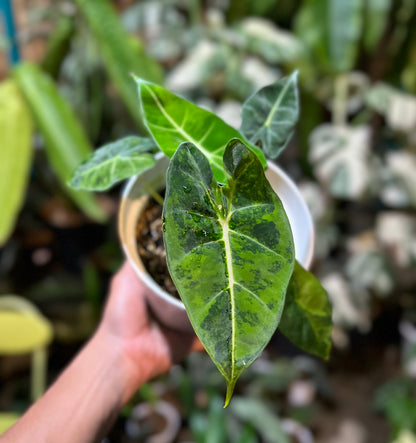 Alocasia Frydek Yellow Variegated