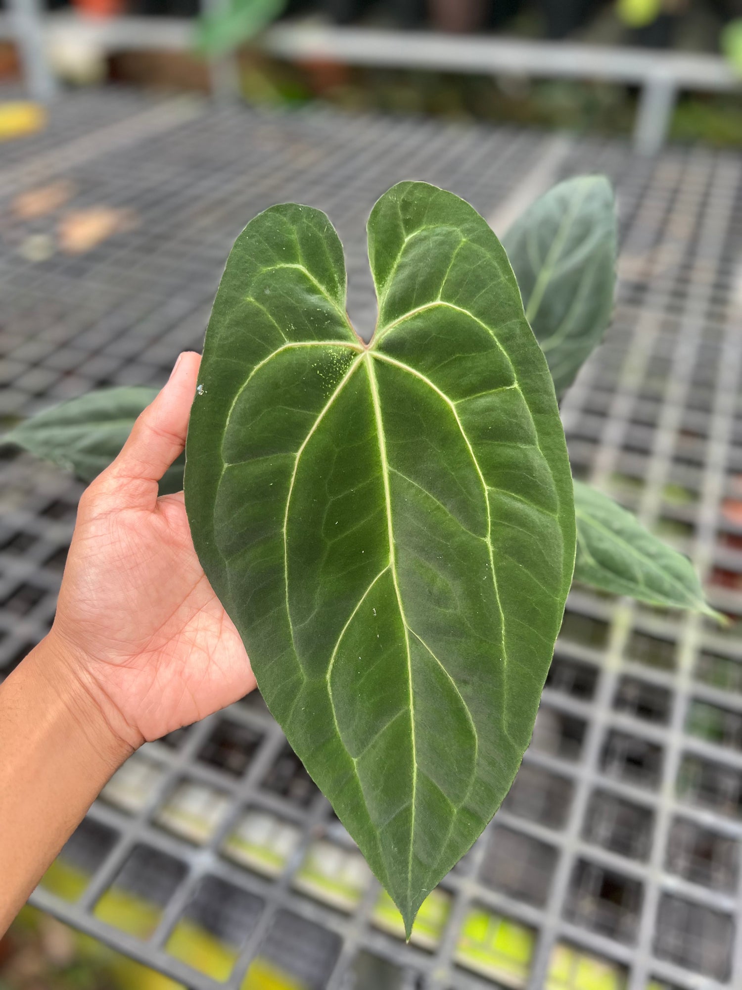 Anthurium Papilillaminum hybrid