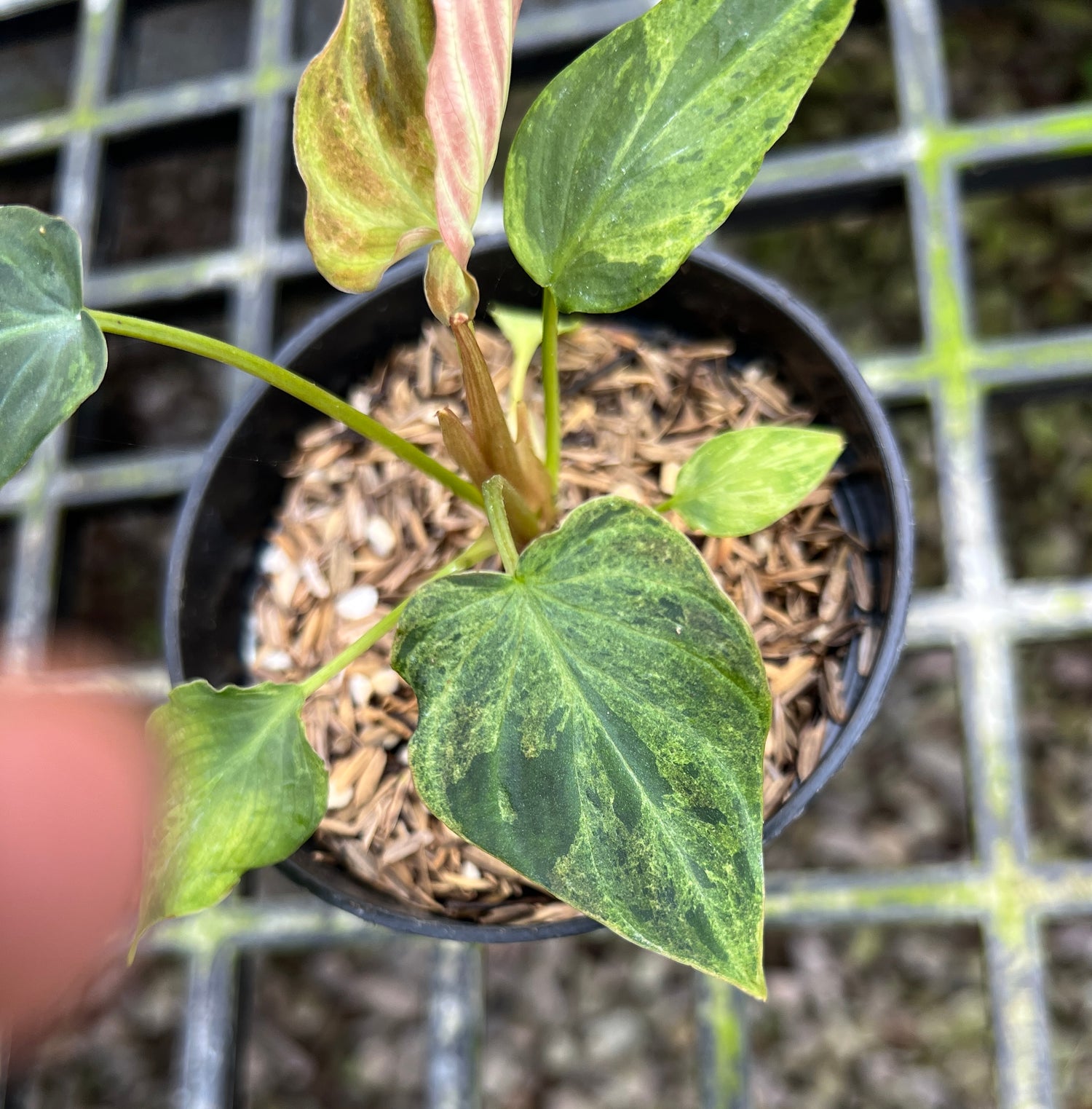 Philodendron Verrucosum Mint Variegated