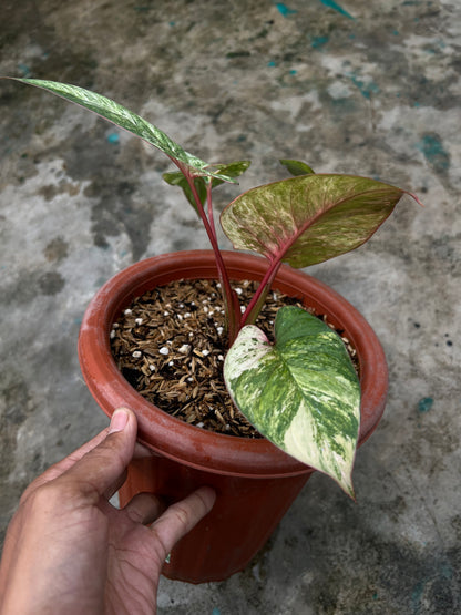 HOMALOMENA PINK LEDY SP BORNEO SELECTED