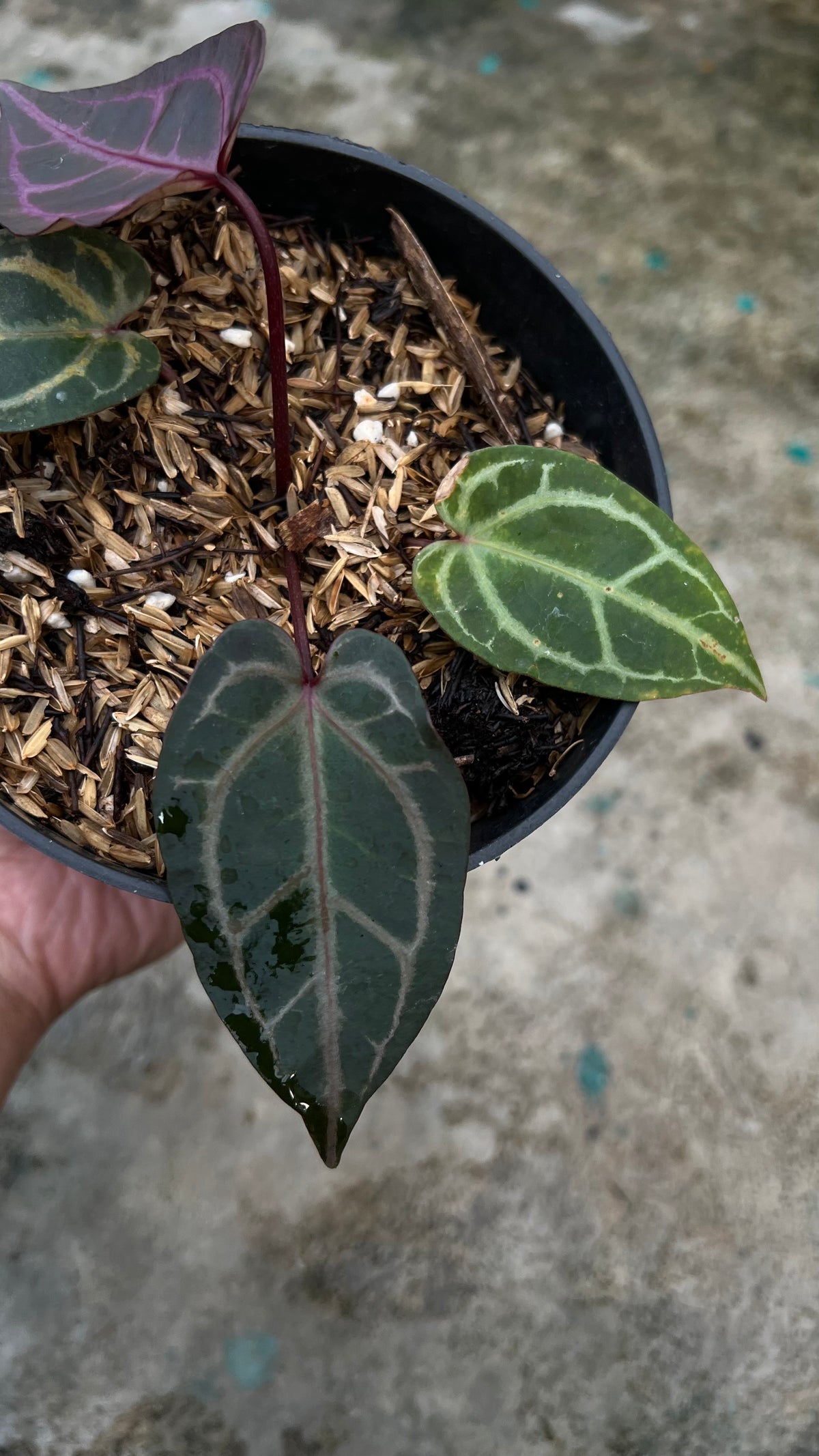 Anthurium Zara Michelle x Zara Michelle