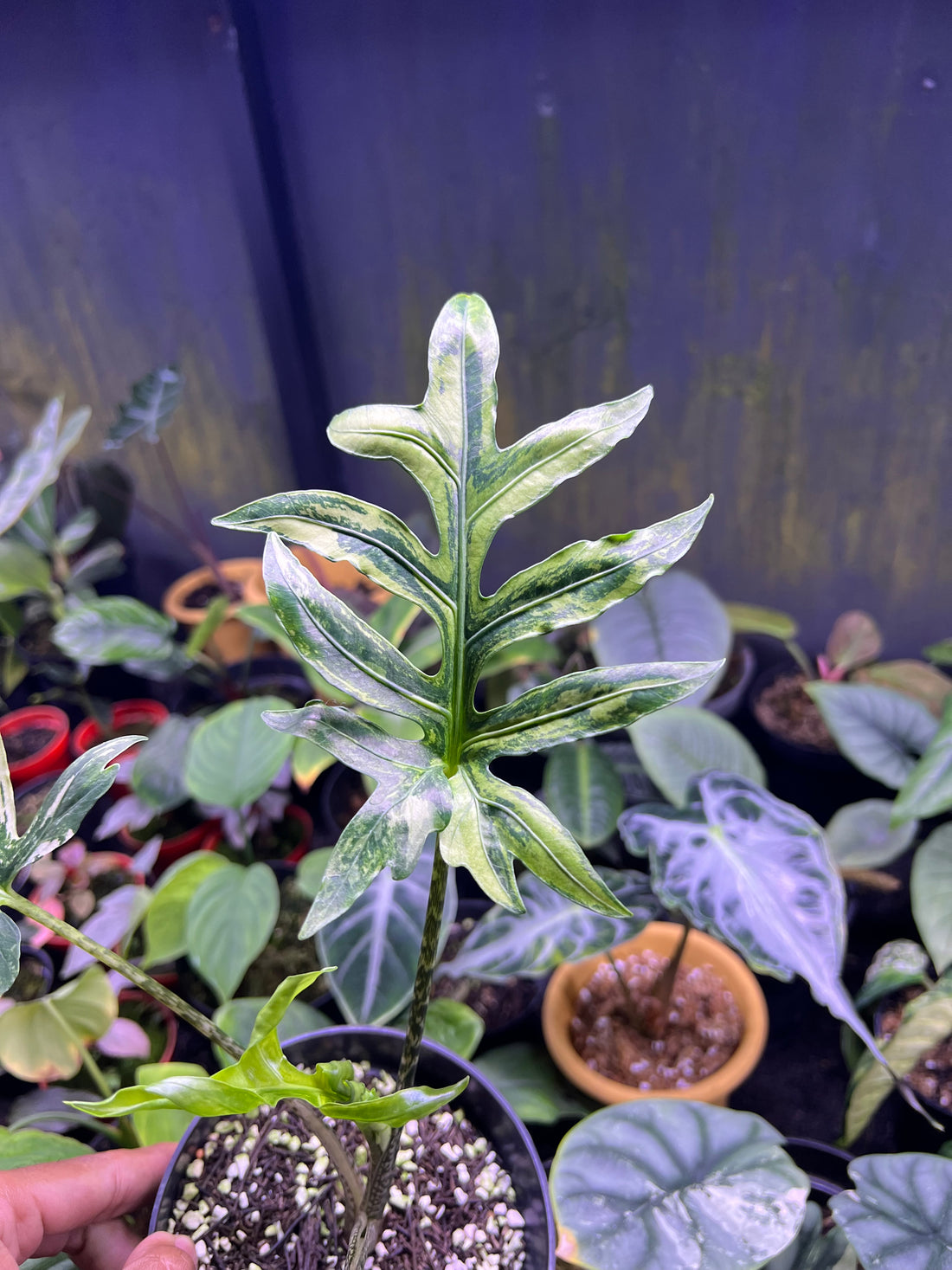 Alocasia Brancifolia Sp papua variegated