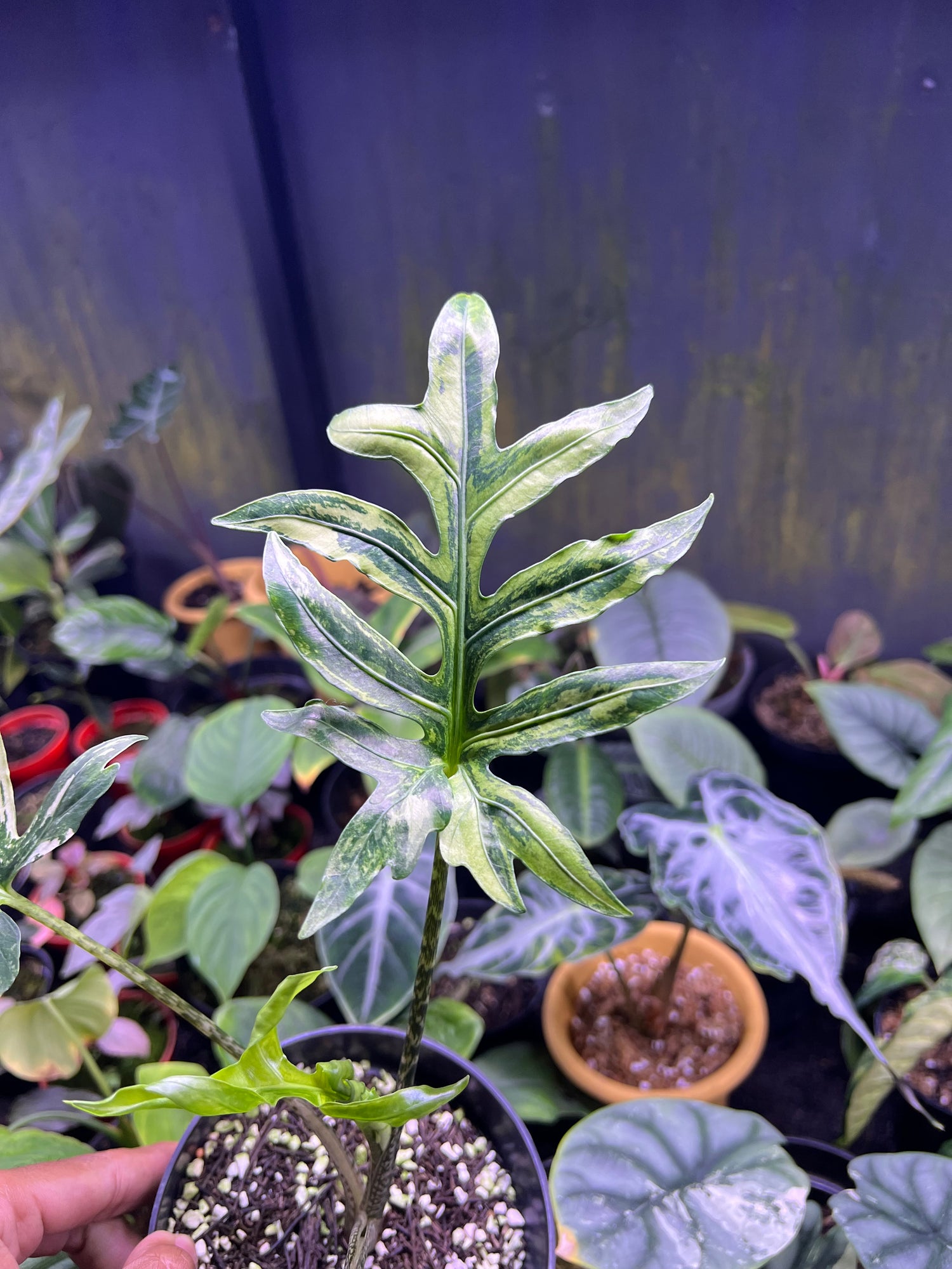 Alocasia Brancifolia Sp papua variegated