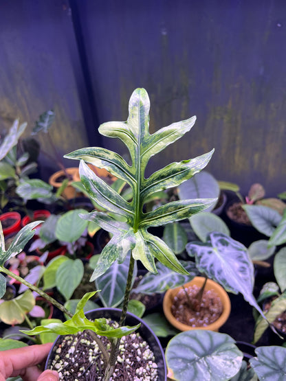 Alocasia Brancifolia Sp papua variegated
