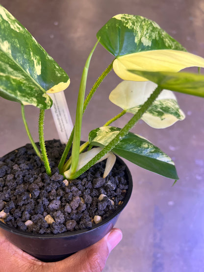 Philodendron Plumea ( floridak beauty x Genevievianum)