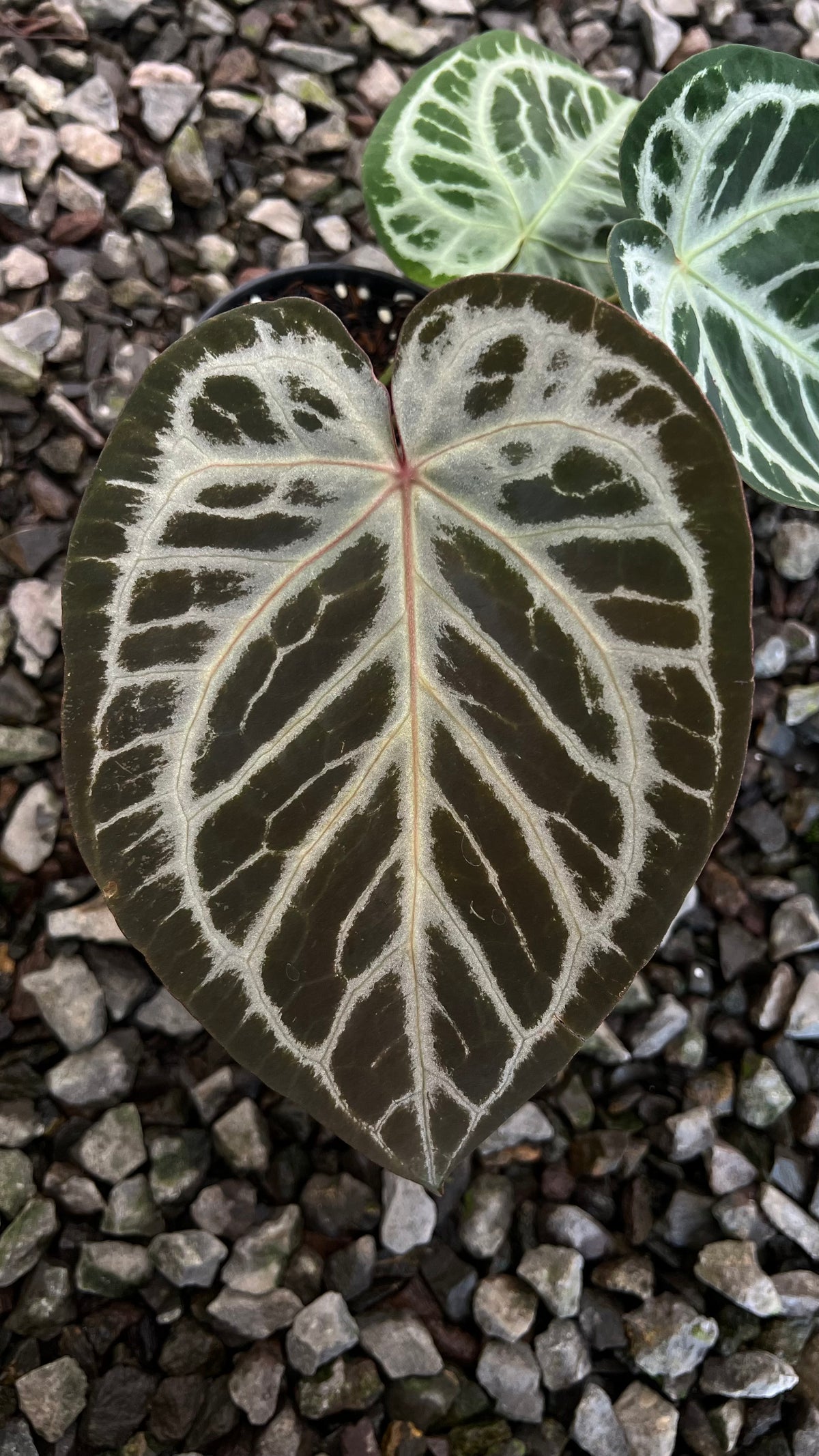 Anthurium KOS x Red x Angela self