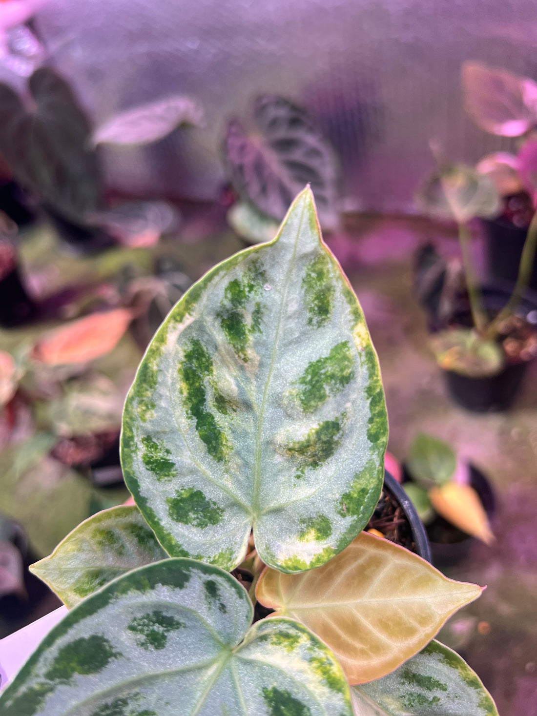 Anthurium Silver chrome Variegated