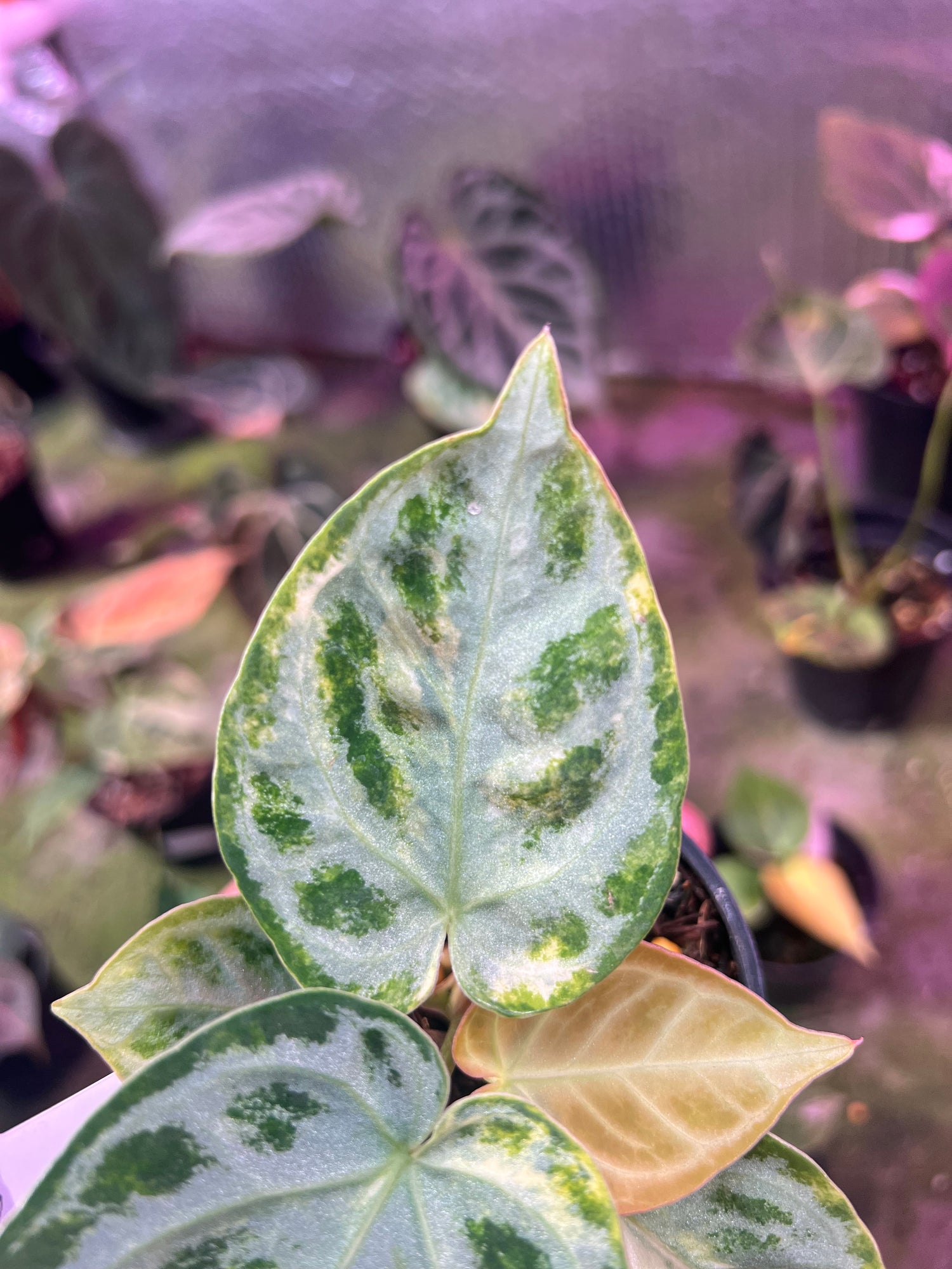 Anthurium Silver chrome Variegated