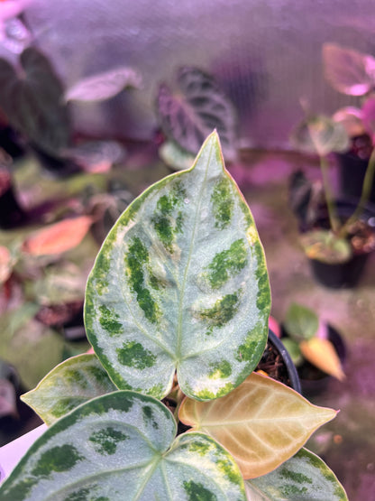 Anthurium Silver chrome Variegated