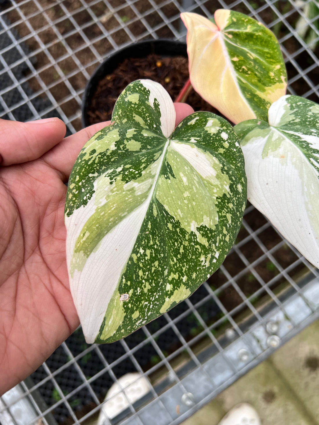 Philodendron Gloriosum Tricolor
