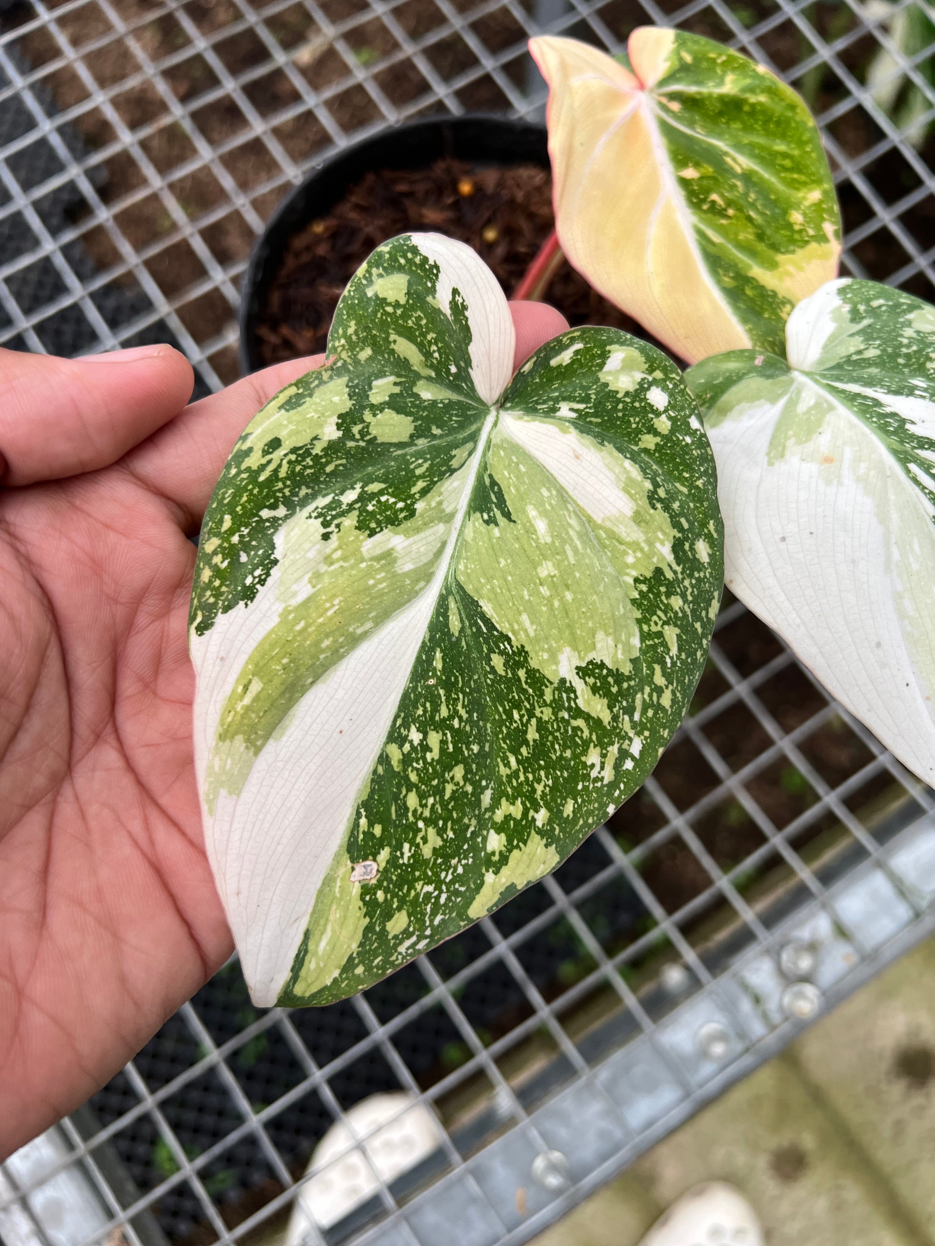 Philodendron Gloriosum Tricolor