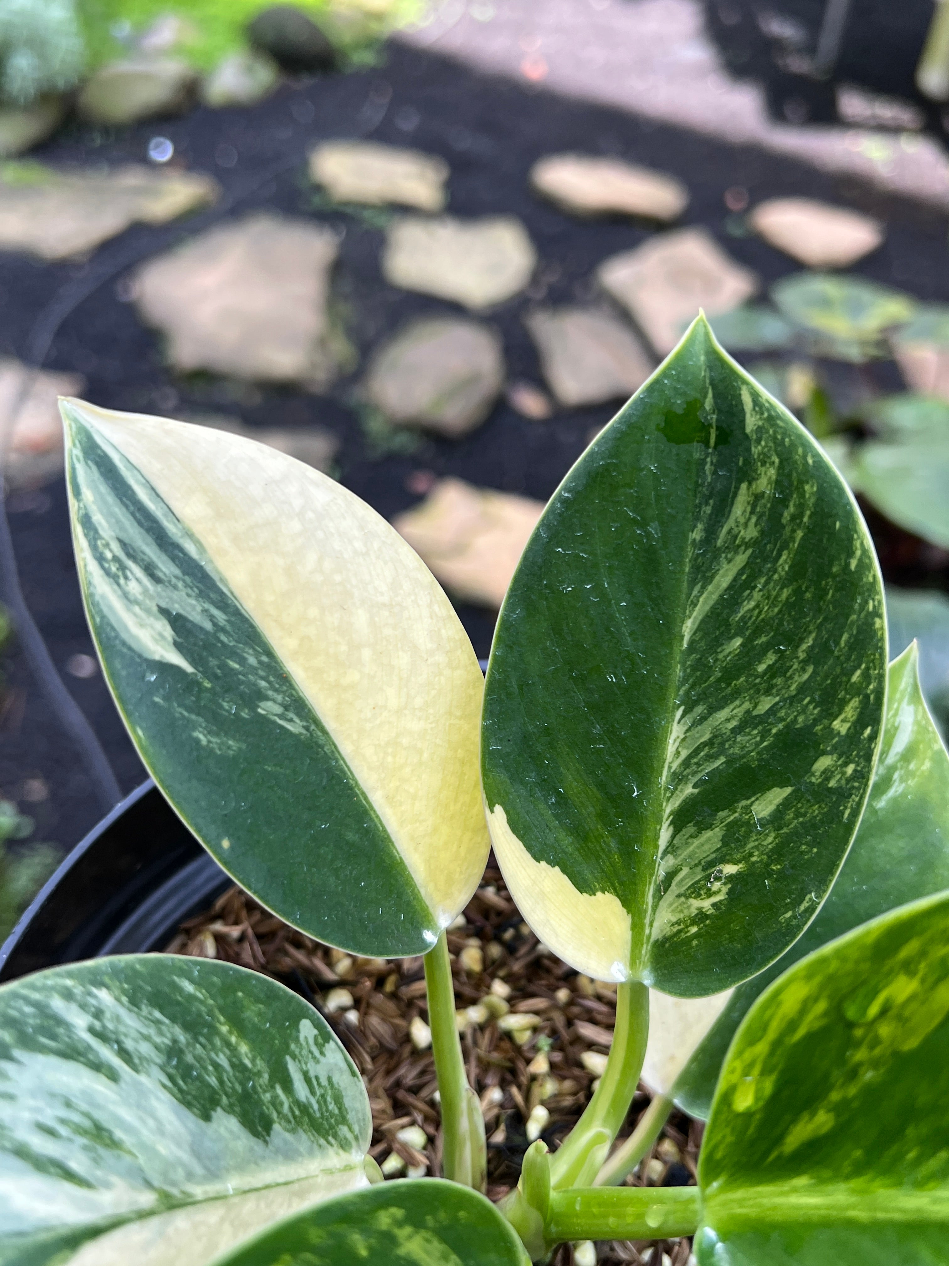 Philodendron White Princess Galaxy Variegated