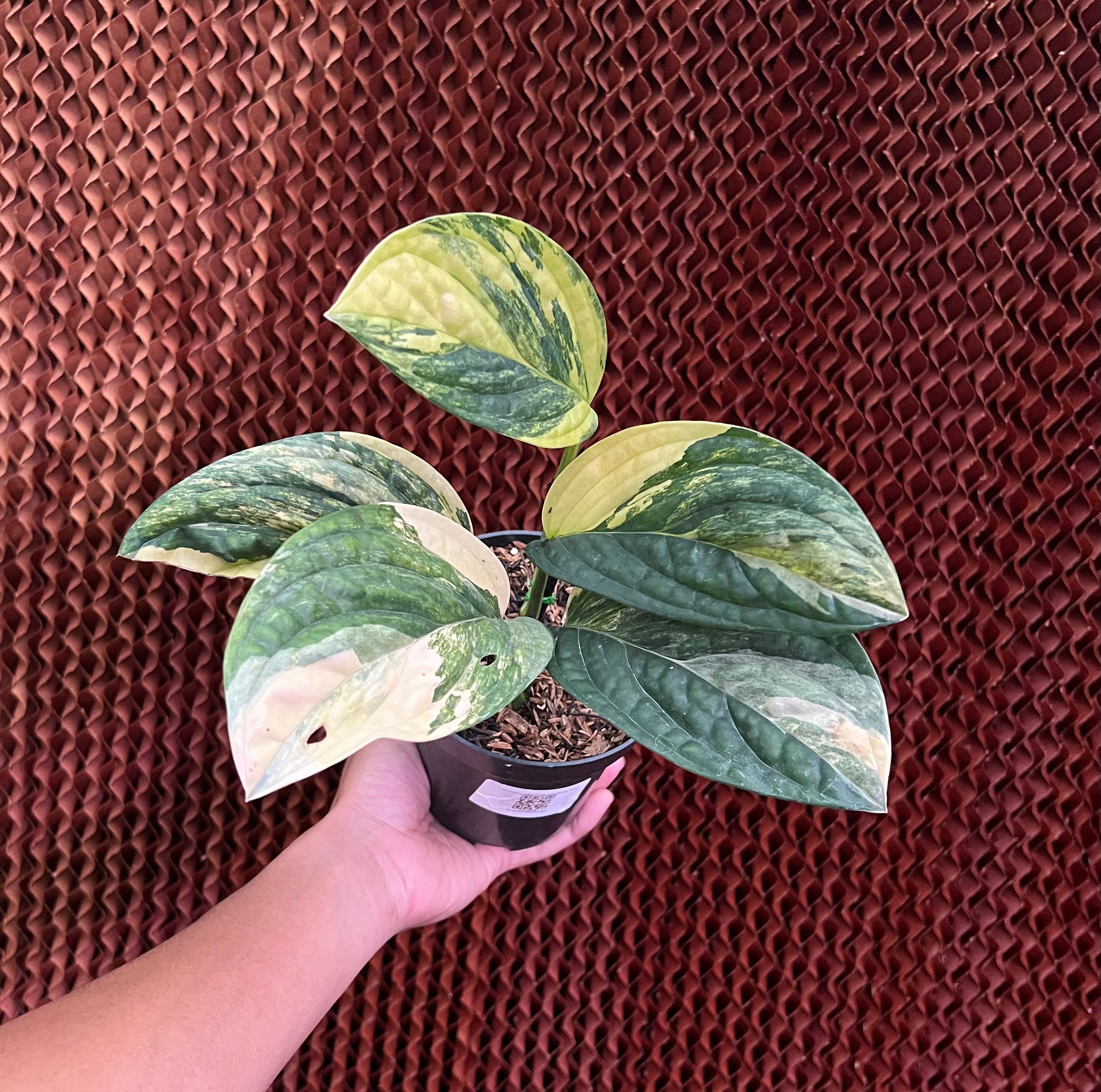 Monstera karstenianum variegated