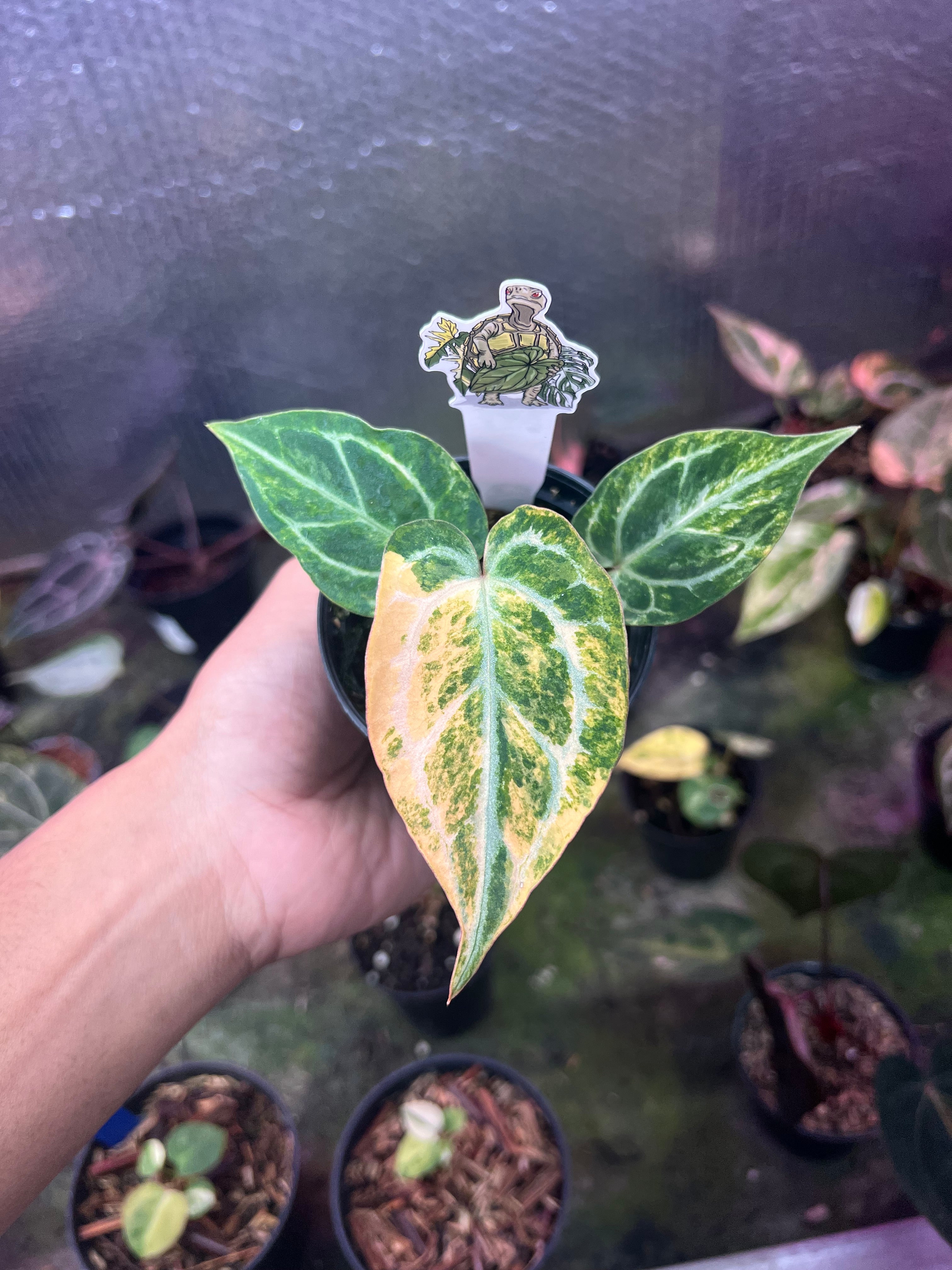 Anthurium King Of Spades x Red Crystallinum