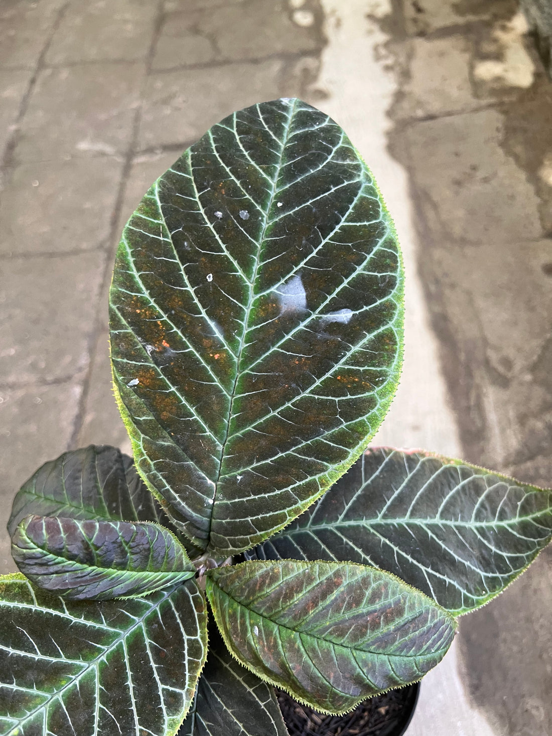 ardisia Sp Vietname