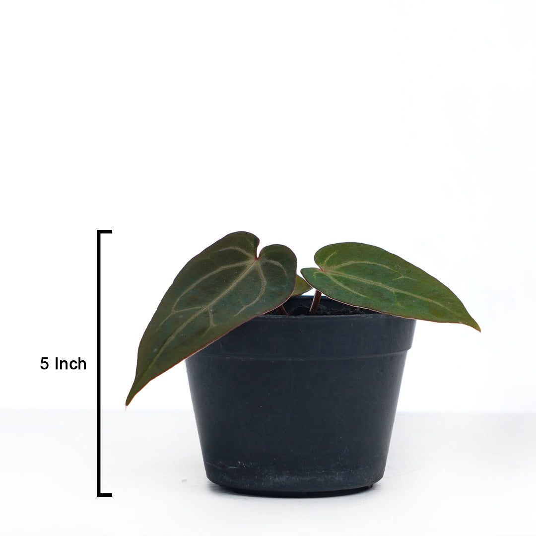 Anthurium Bvit x Zara michlle