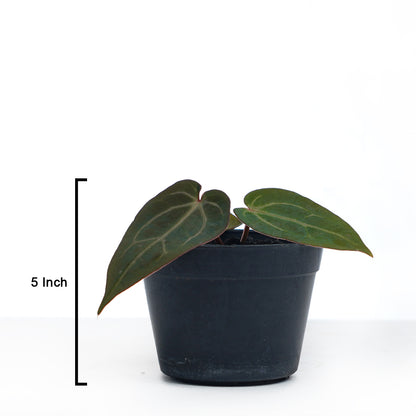 Anthurium Bvit x Zara michlle
