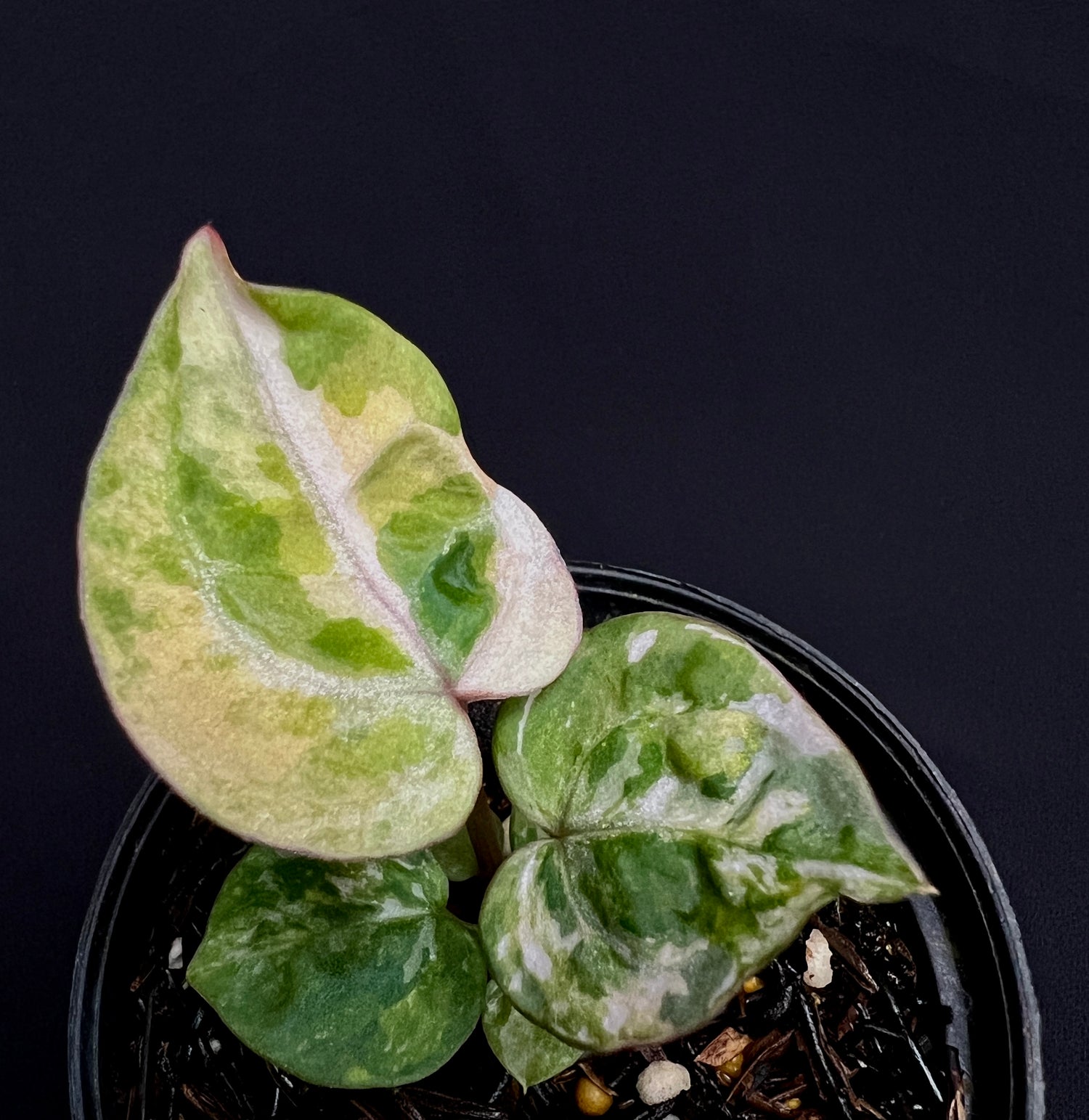 Anthurium Tortoise King Small Variegated