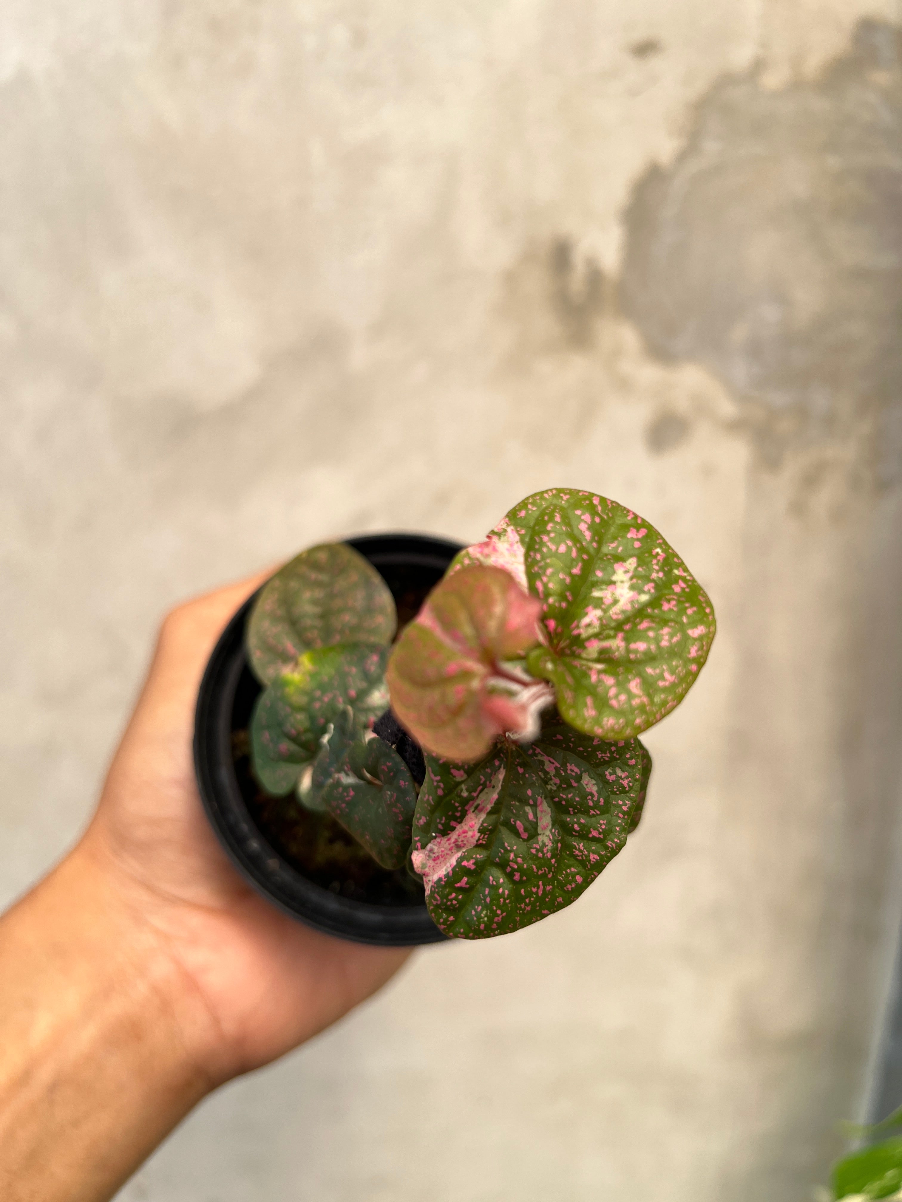Piper Sp Papua Pink Variegated