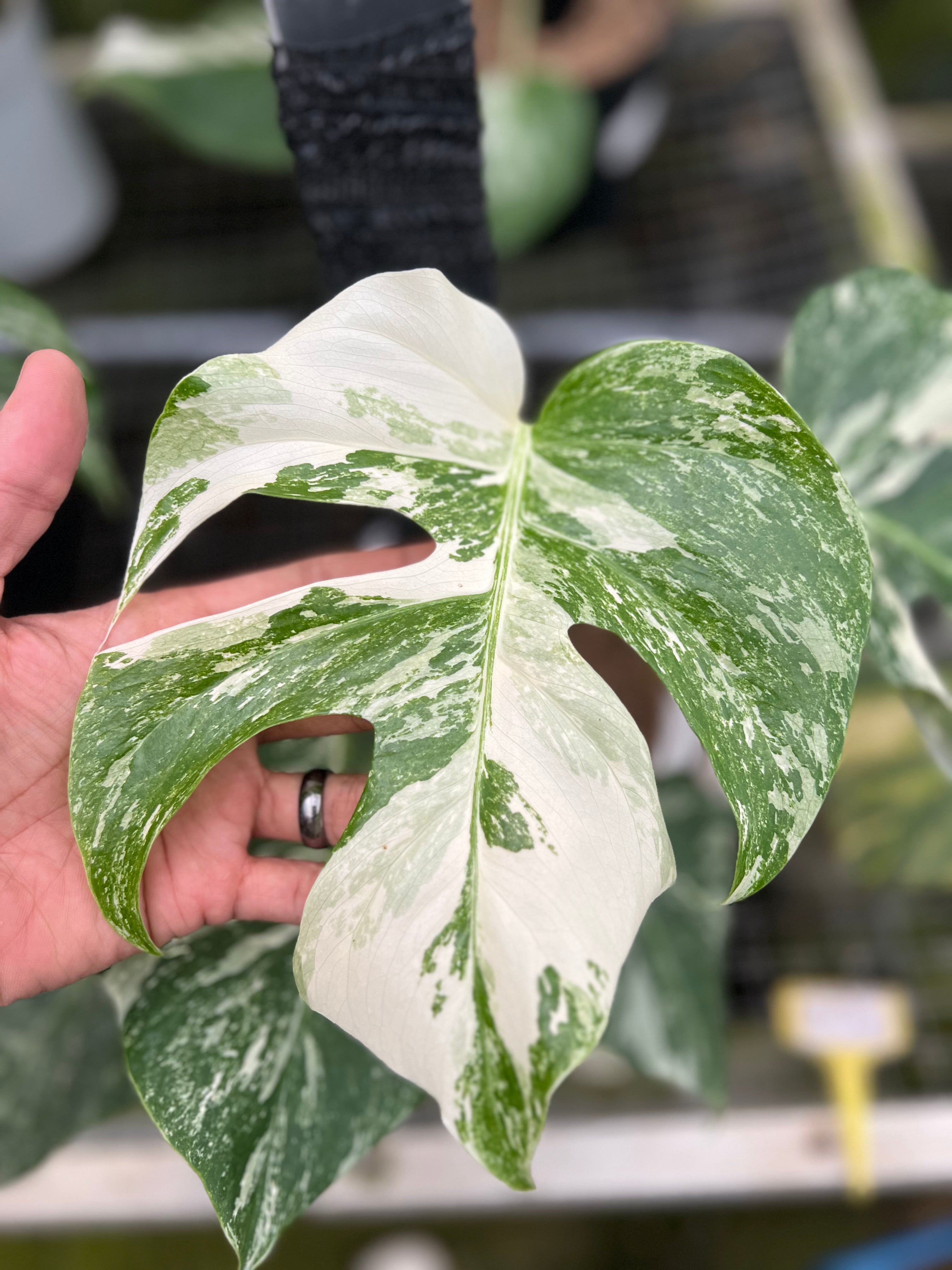 Monstera white Tiger Variegated