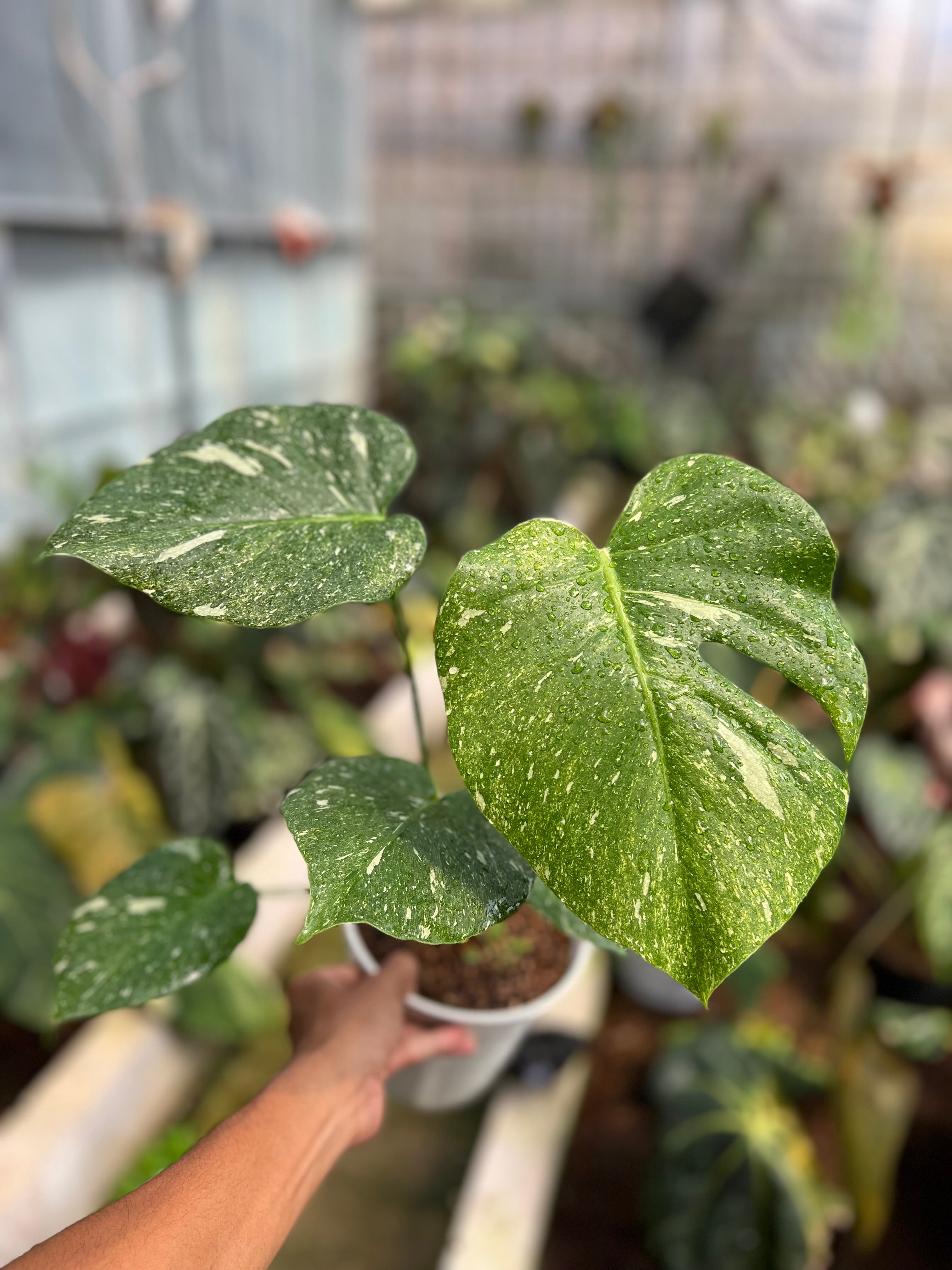 Monstera Legacy Variegated