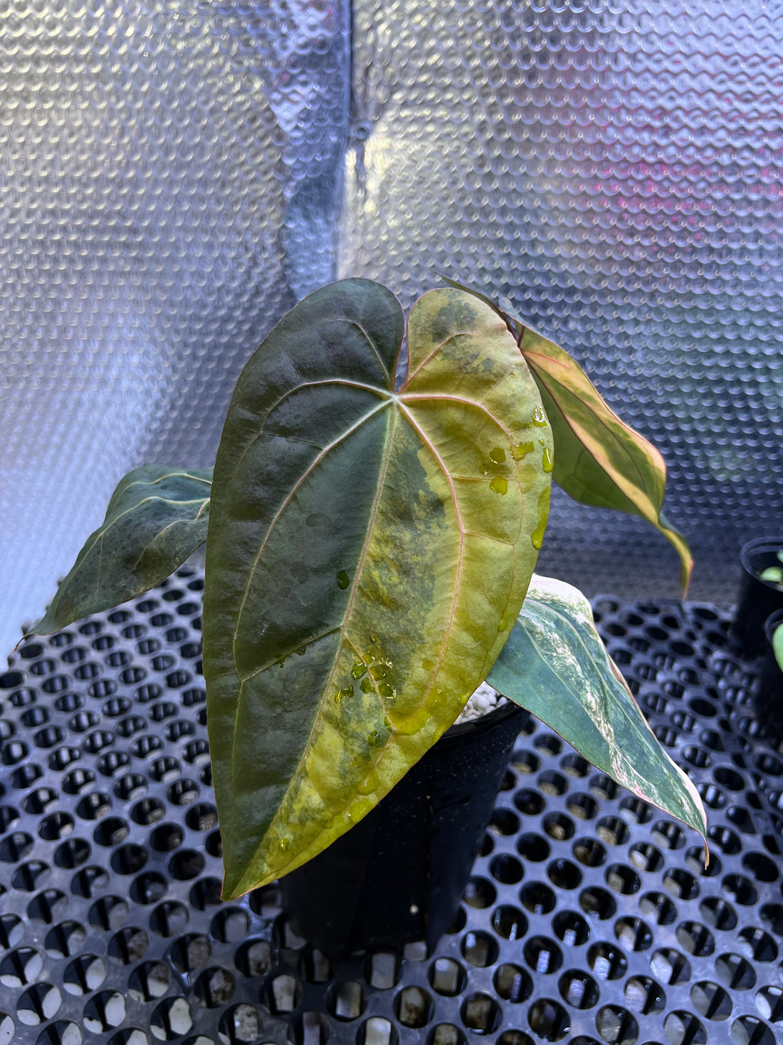 Anthurium Black Venom x Twilight Armor