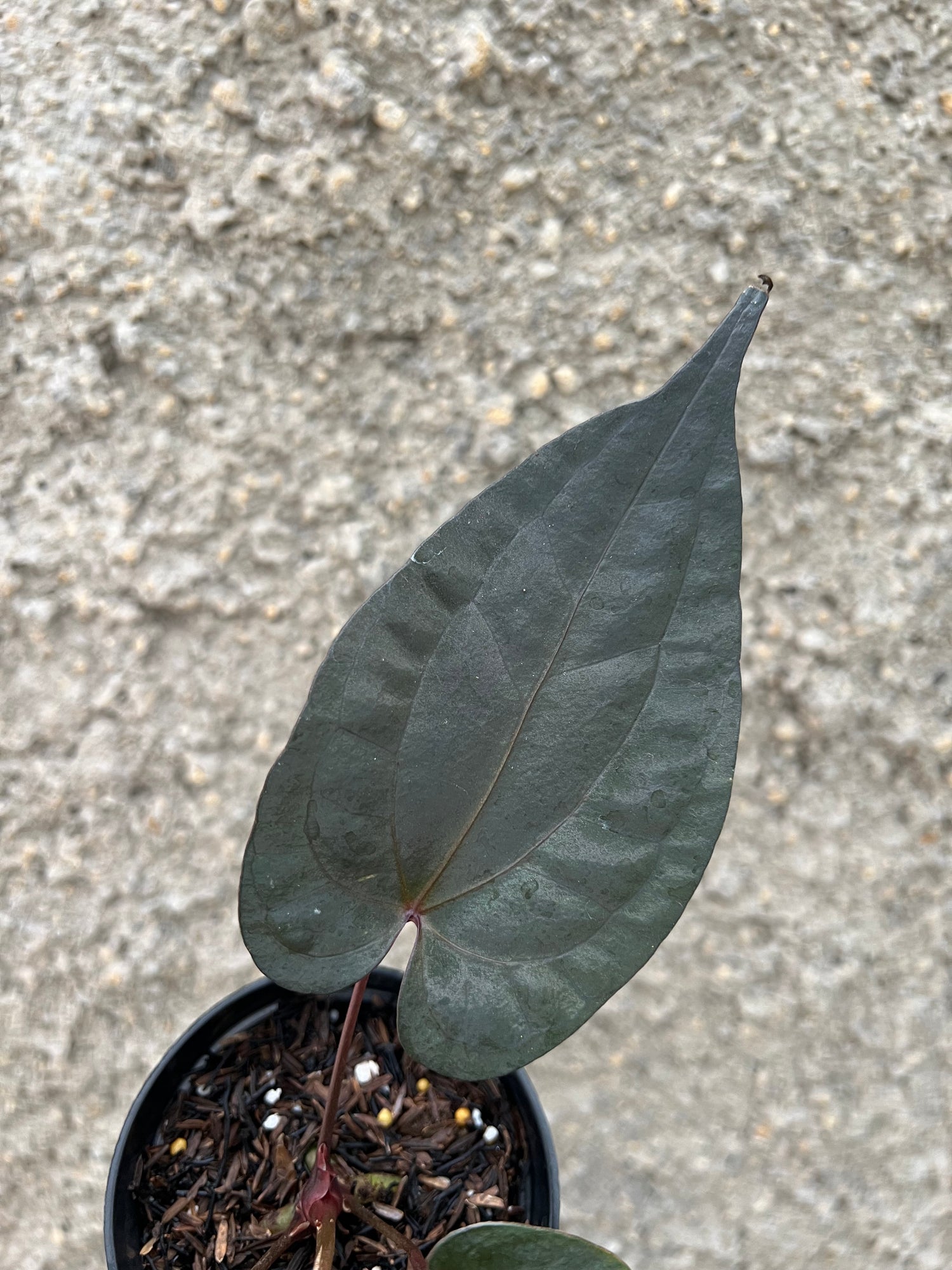 Anthurium Night Dragon