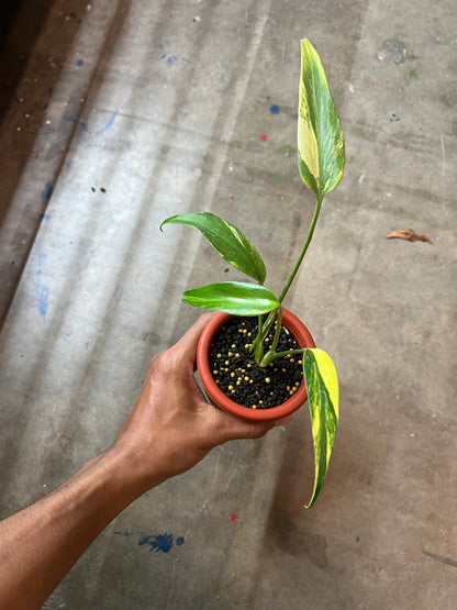 Monstera Burle Mark Flame Variegated