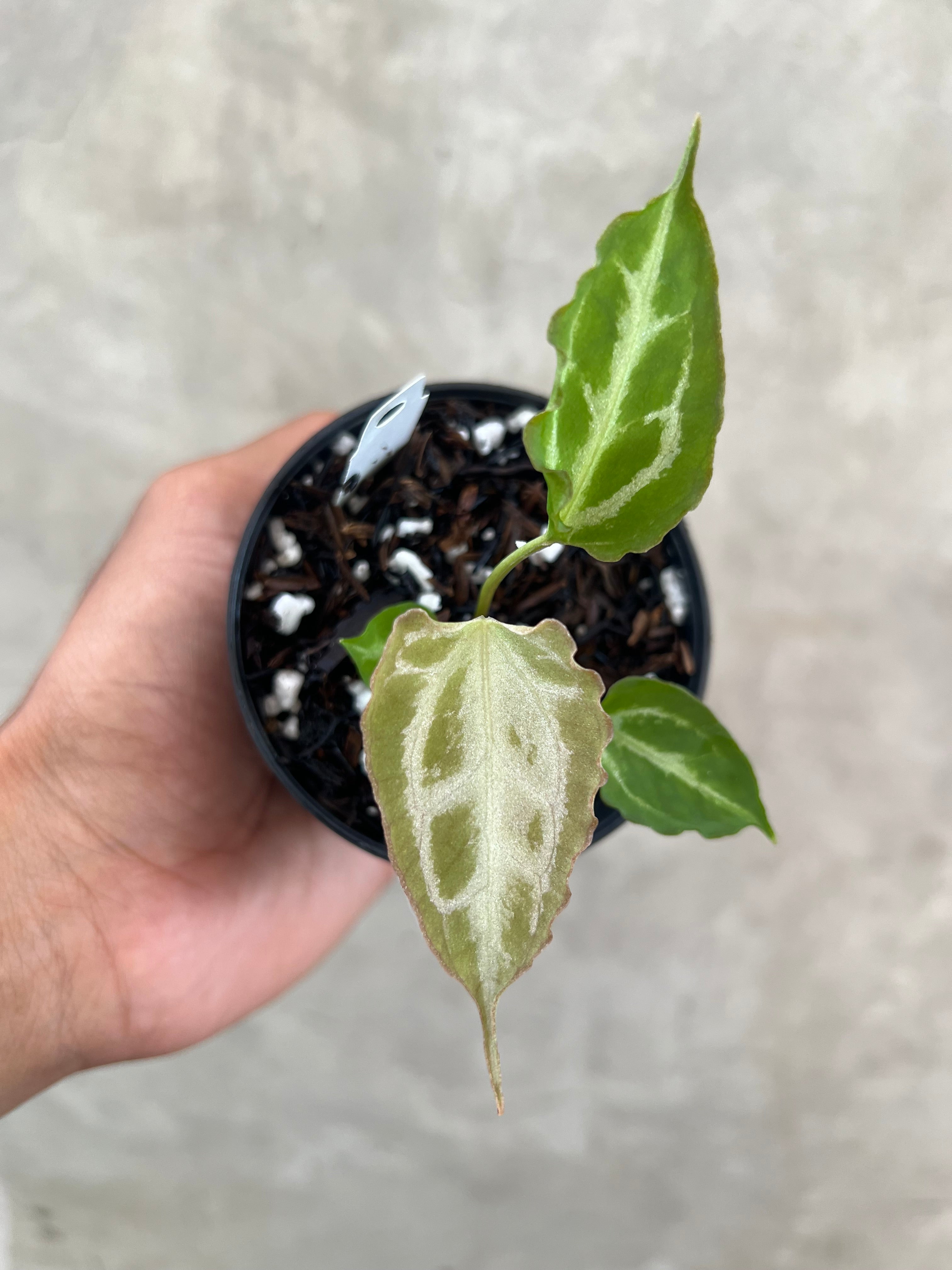 Anthurium Muchlis x Red Crystallinum Super Selected