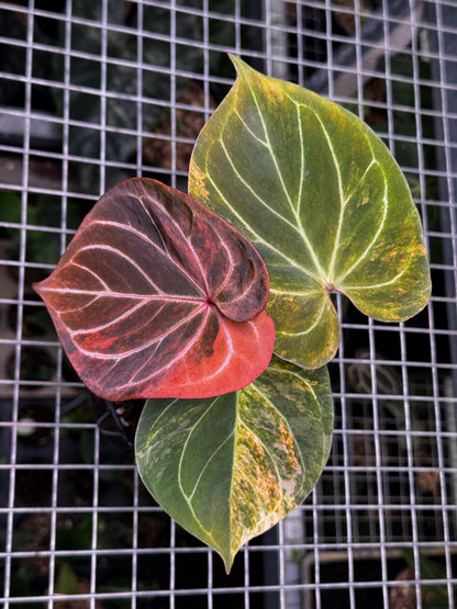 Anthurium King Of Spades Variegated