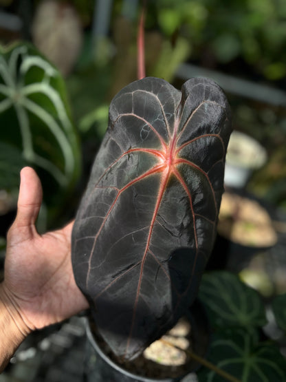 Anthurium BVIT x Zara Michelle Selected