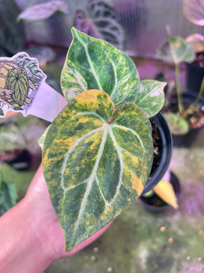 Anthurium Papilillaminum Pink x Michelle