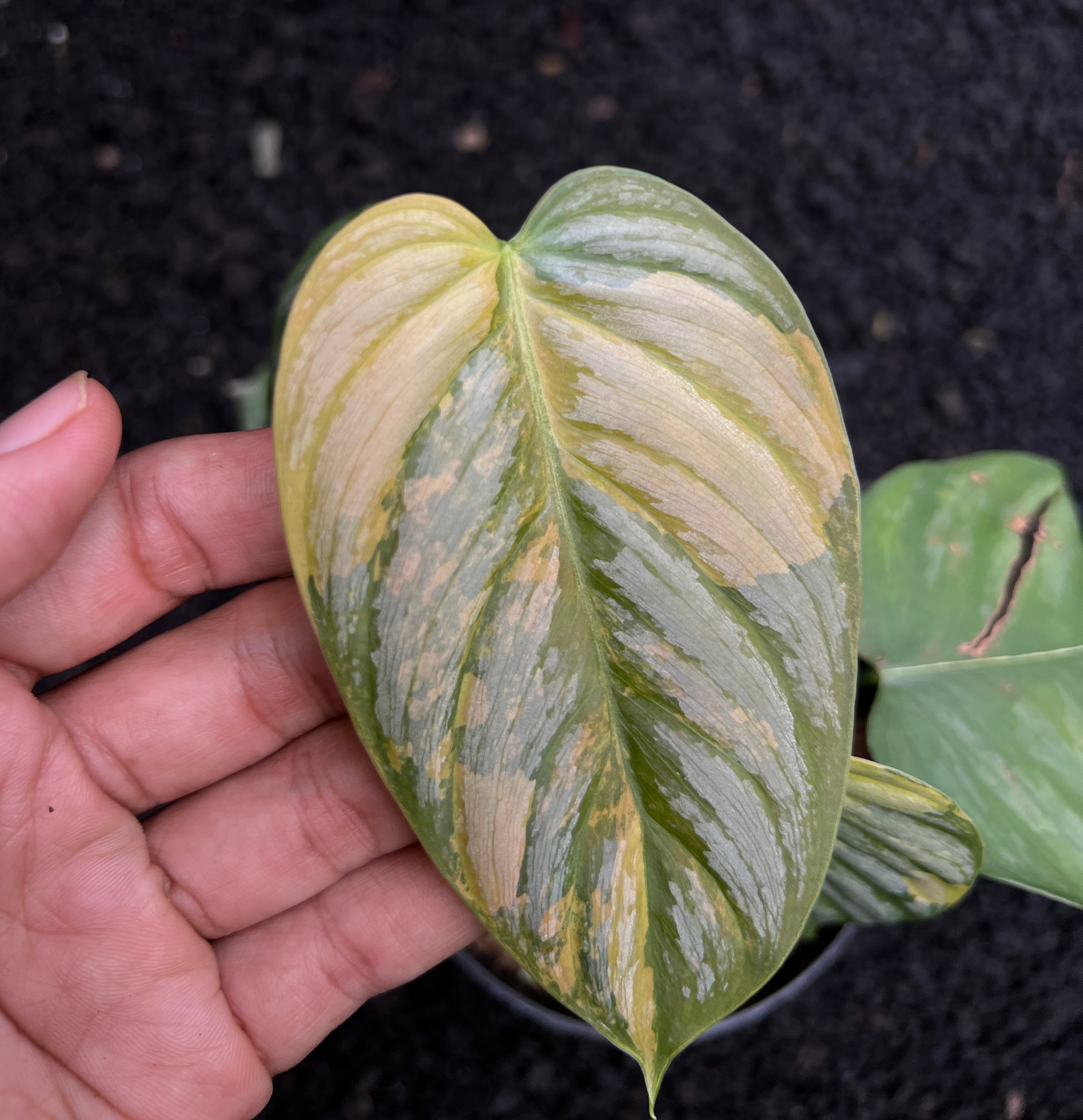 Philodendron Brandtianum Variegated