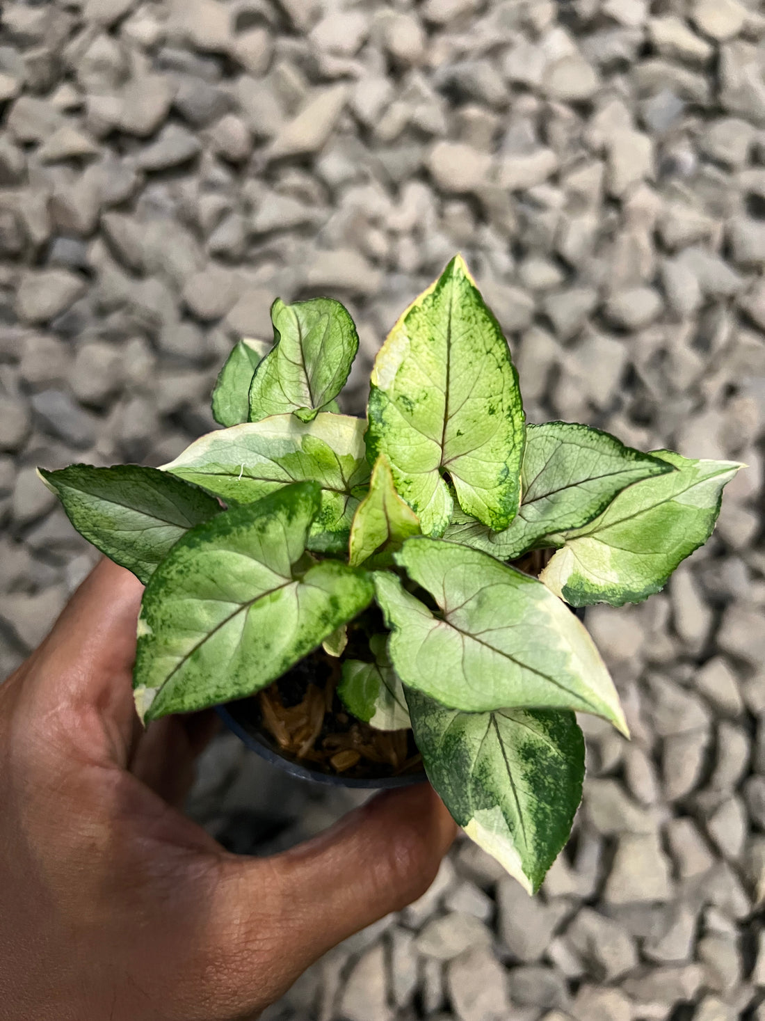 Syngonium White princess