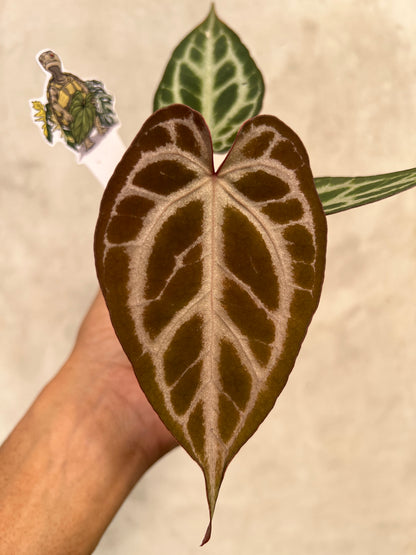 Anthurium Pink Lemonade x Silver Regar