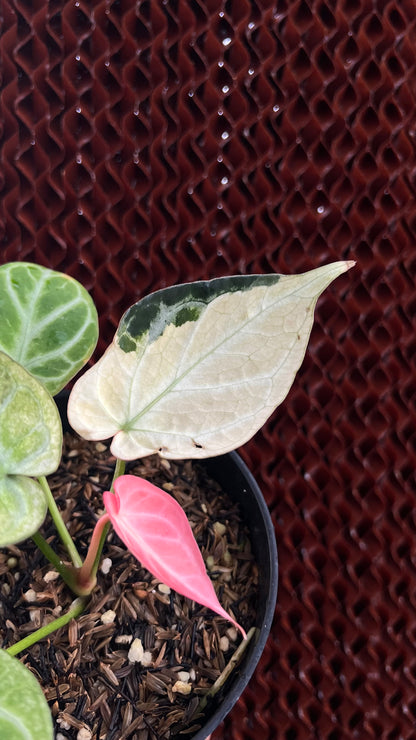 Anthurium Silver Blush Variegated