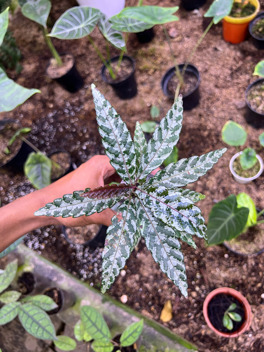 Leea zippeliana green white mutation