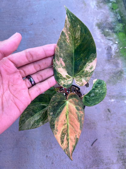 Anthurium Papilillaminum Pink x (Papilillaminum x RC)
