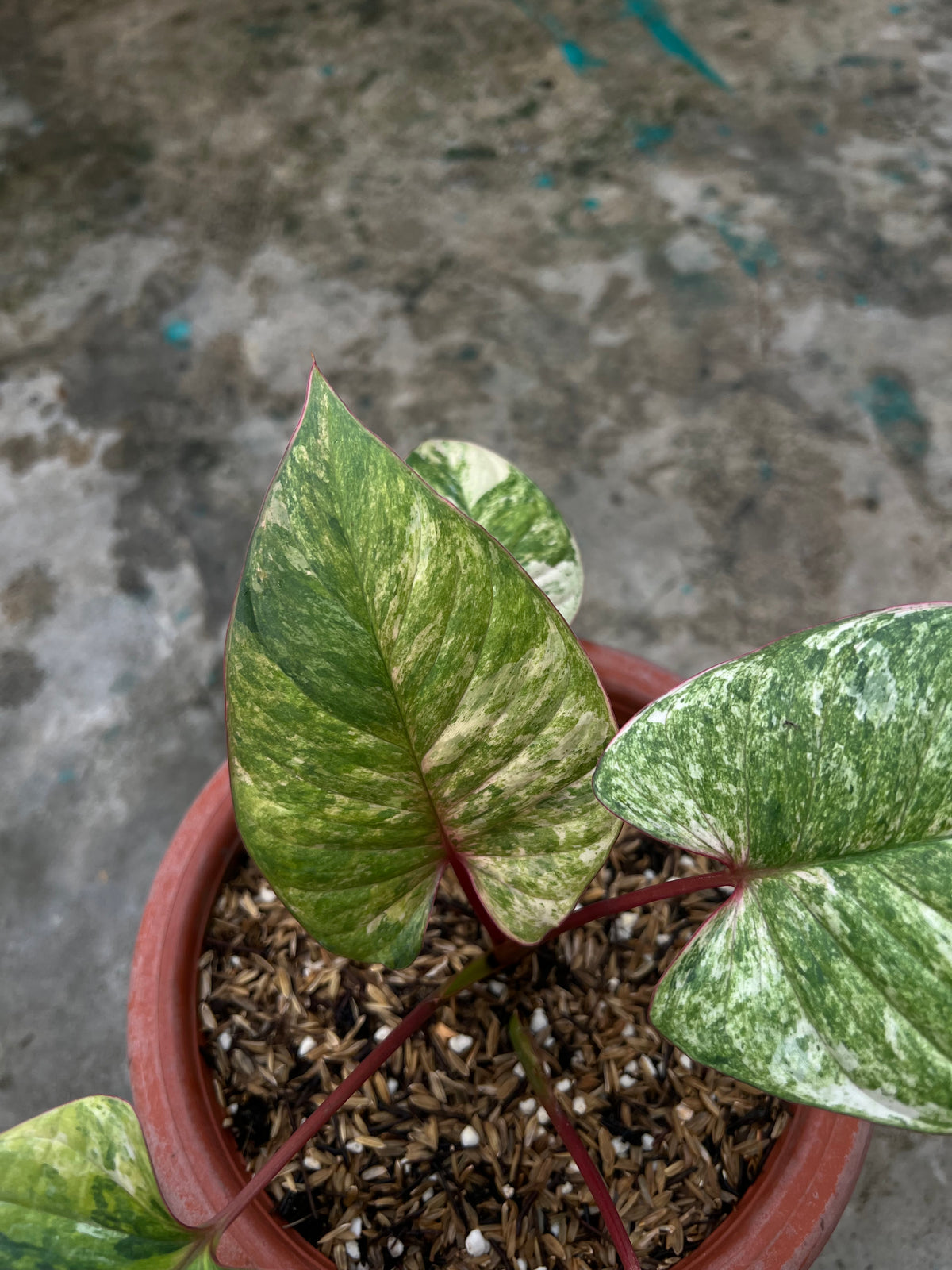 HOMALOMENA PINK LEDY SP BORNEO SELECTED