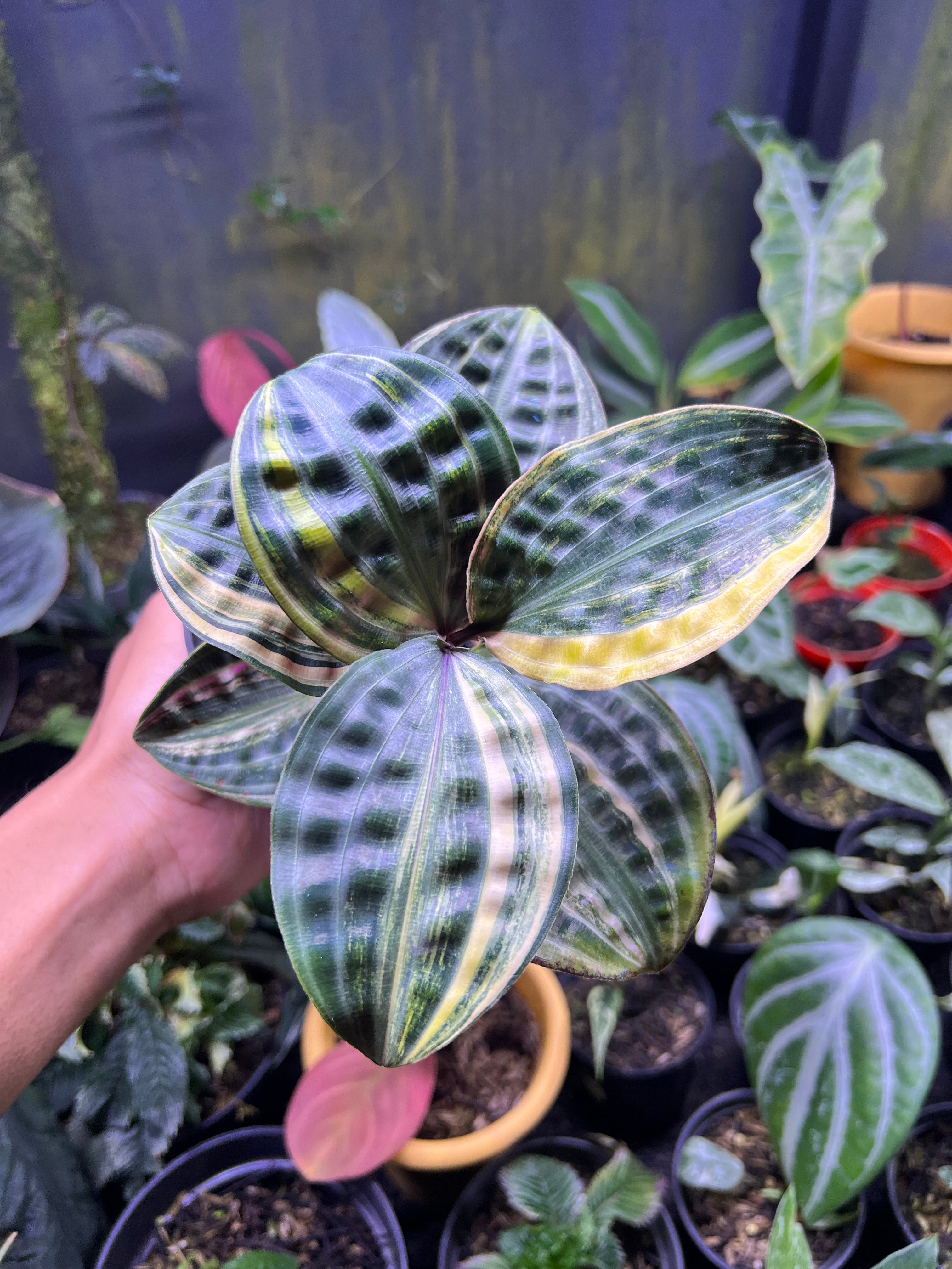 Geogenanthus poeppigii variegated