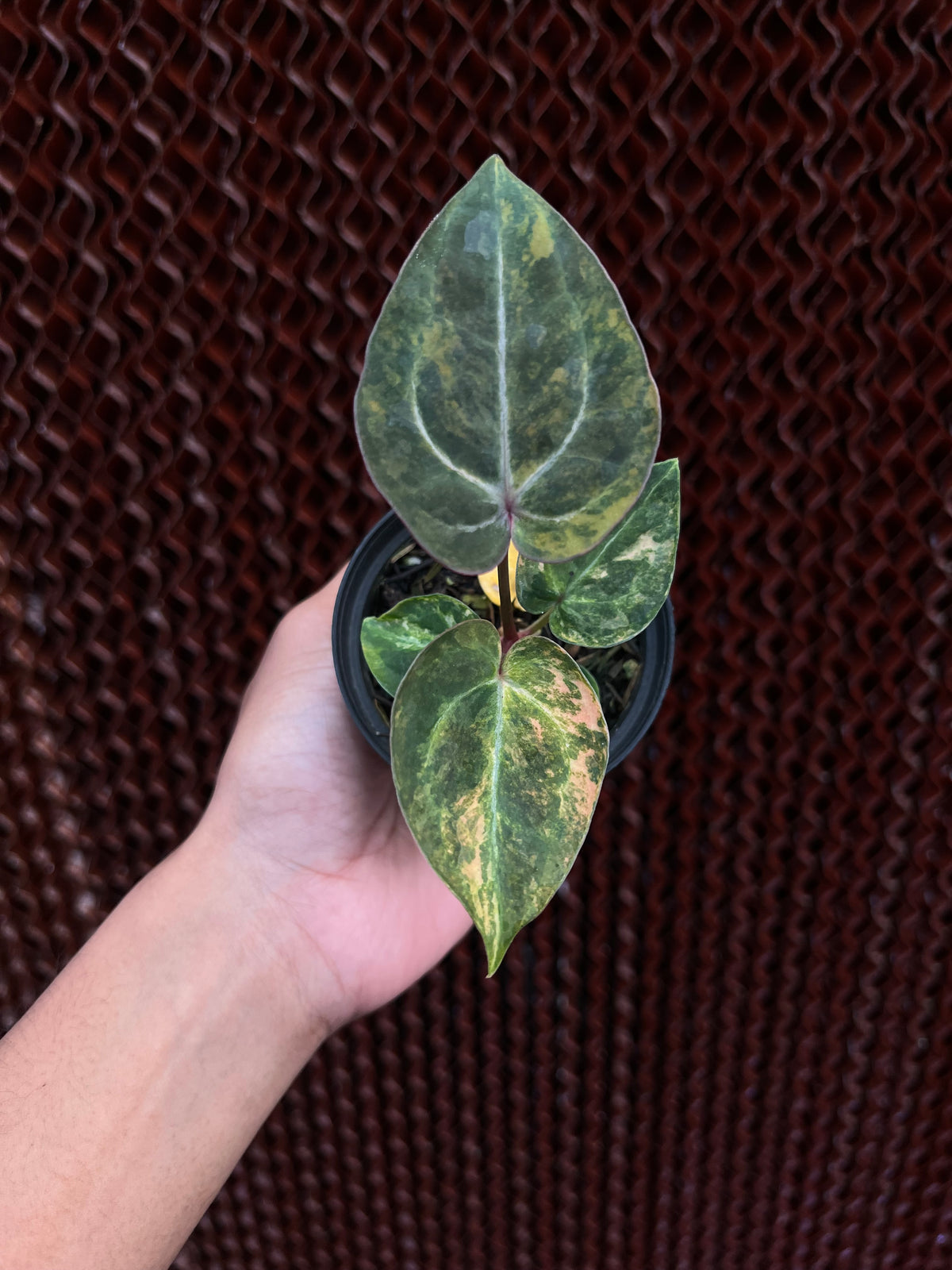 Anthurium Papilillaminum Pink x Michelle