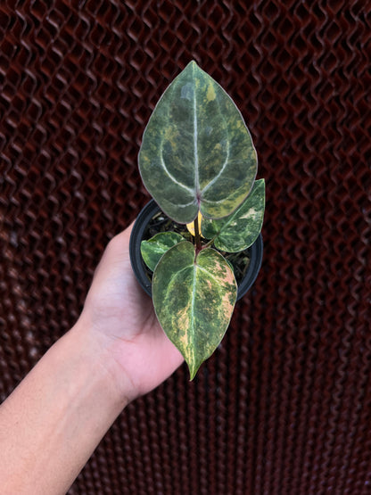 Anthurium Papilillaminum Pink x Michelle
