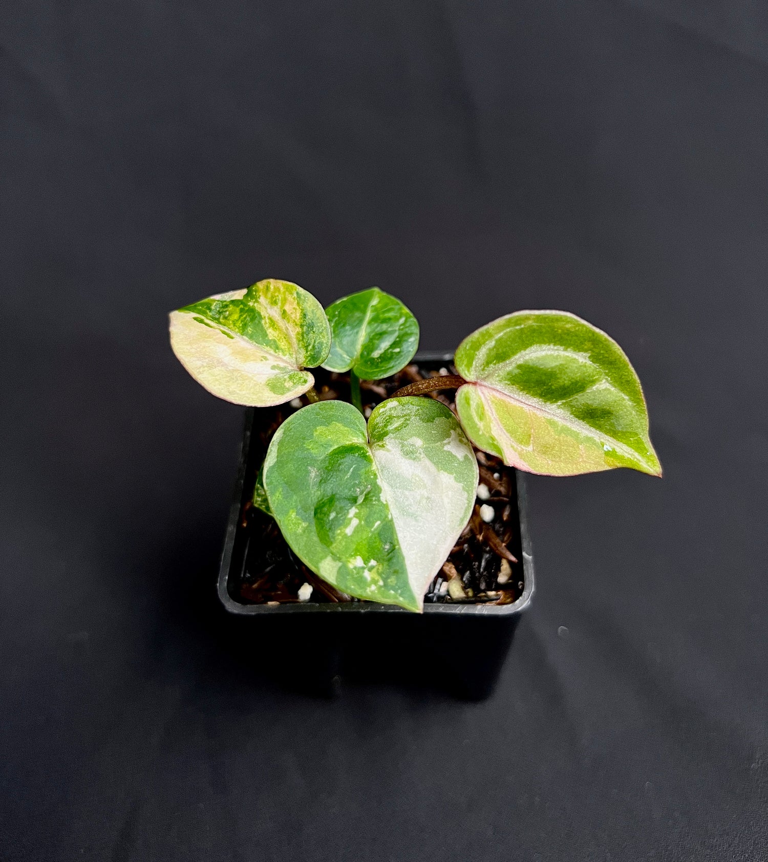 Anthurium Tortoise King Small Variegated