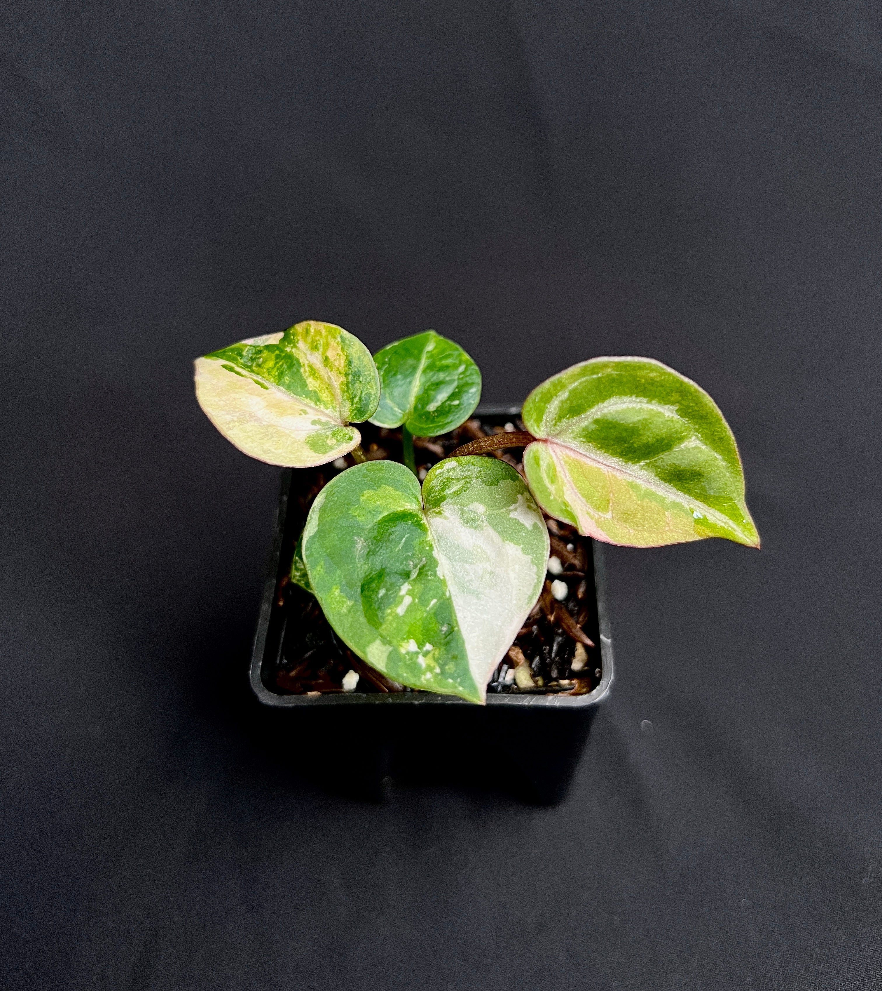 Anthurium Tortoise King Small Variegated