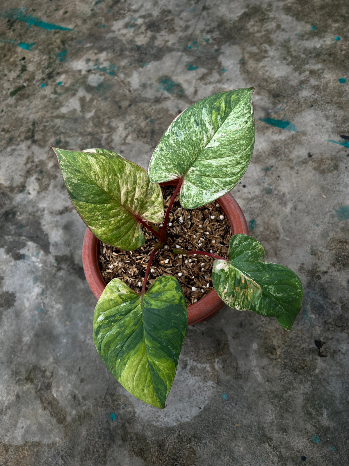 HOMALOMENA PINK LEDY SP BORNEO SELECTED