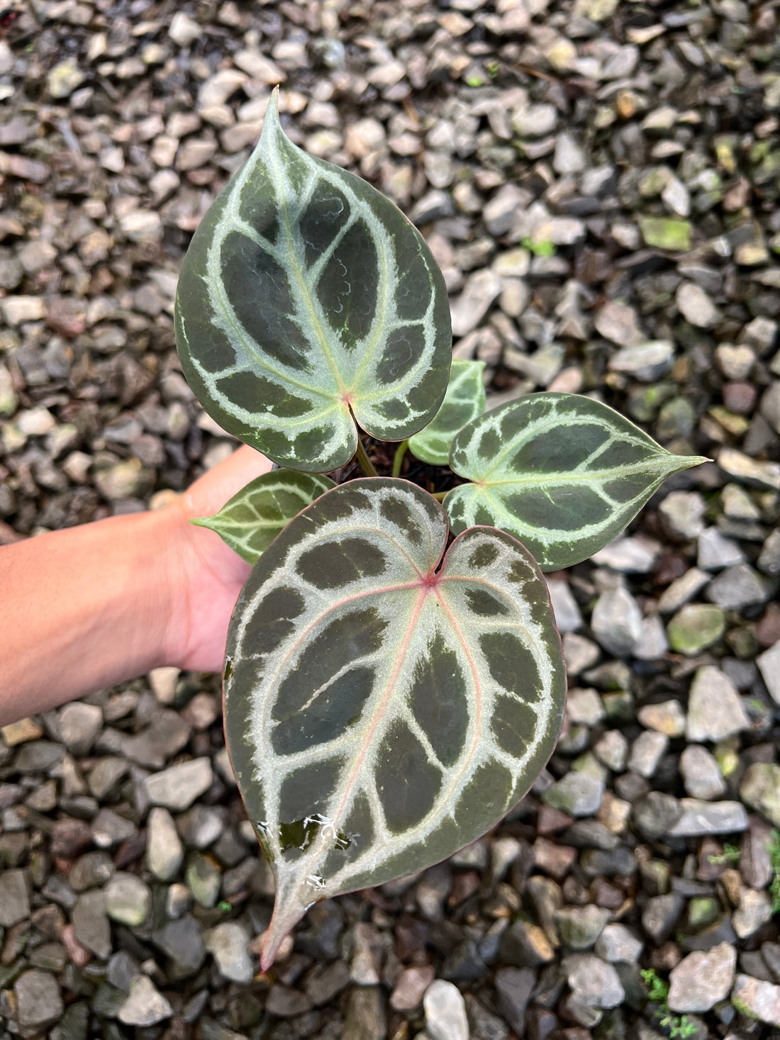 Anthurium King Of Spades x Red Crystallinum