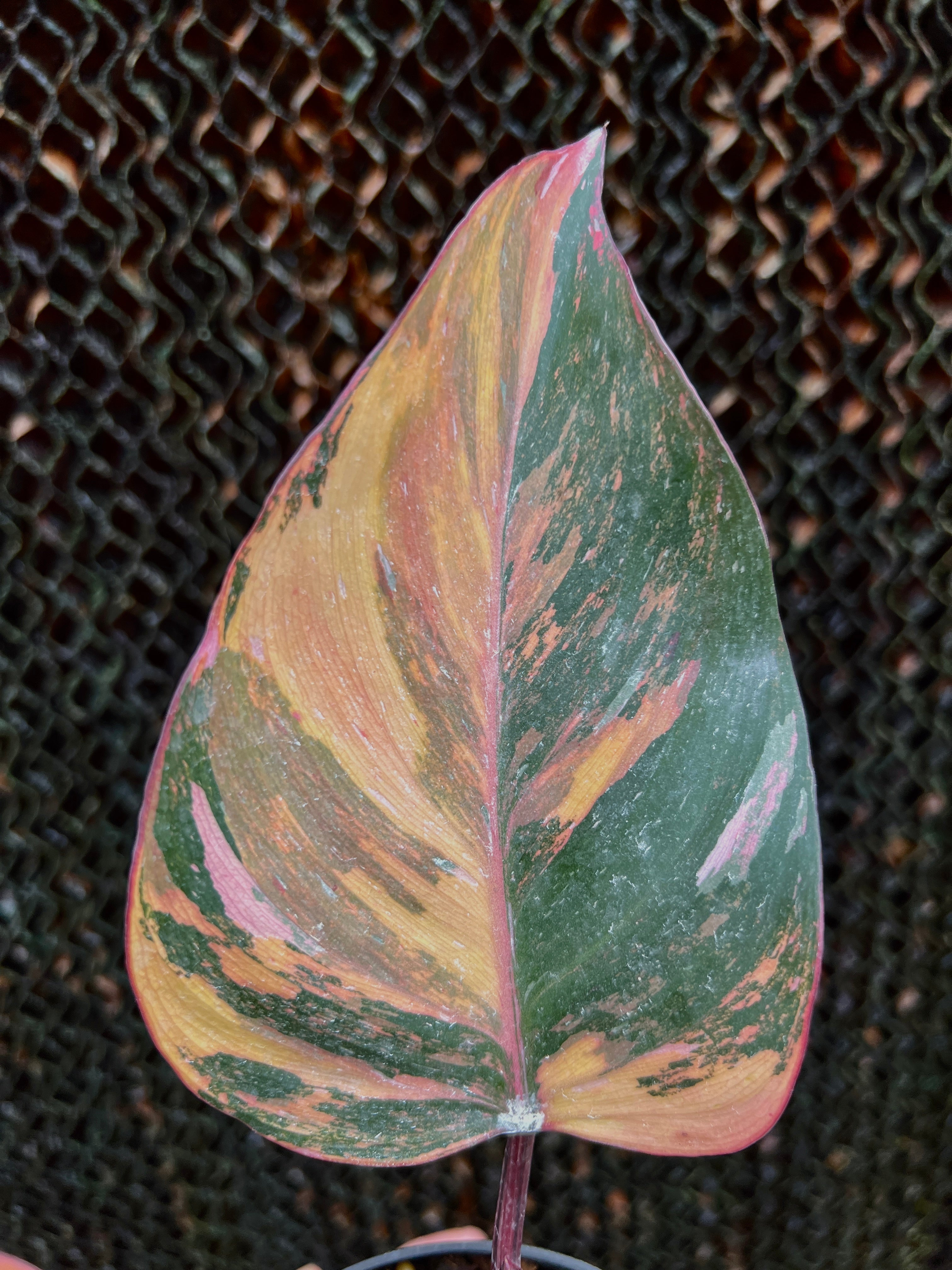 Philodendron Pink princess Tricolor Variegated