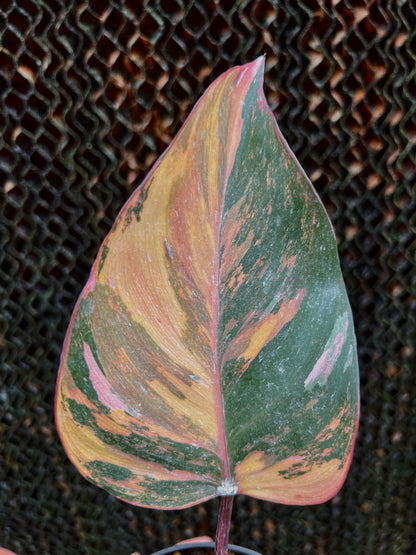 Philodendron Pink princess Tricolor Variegated