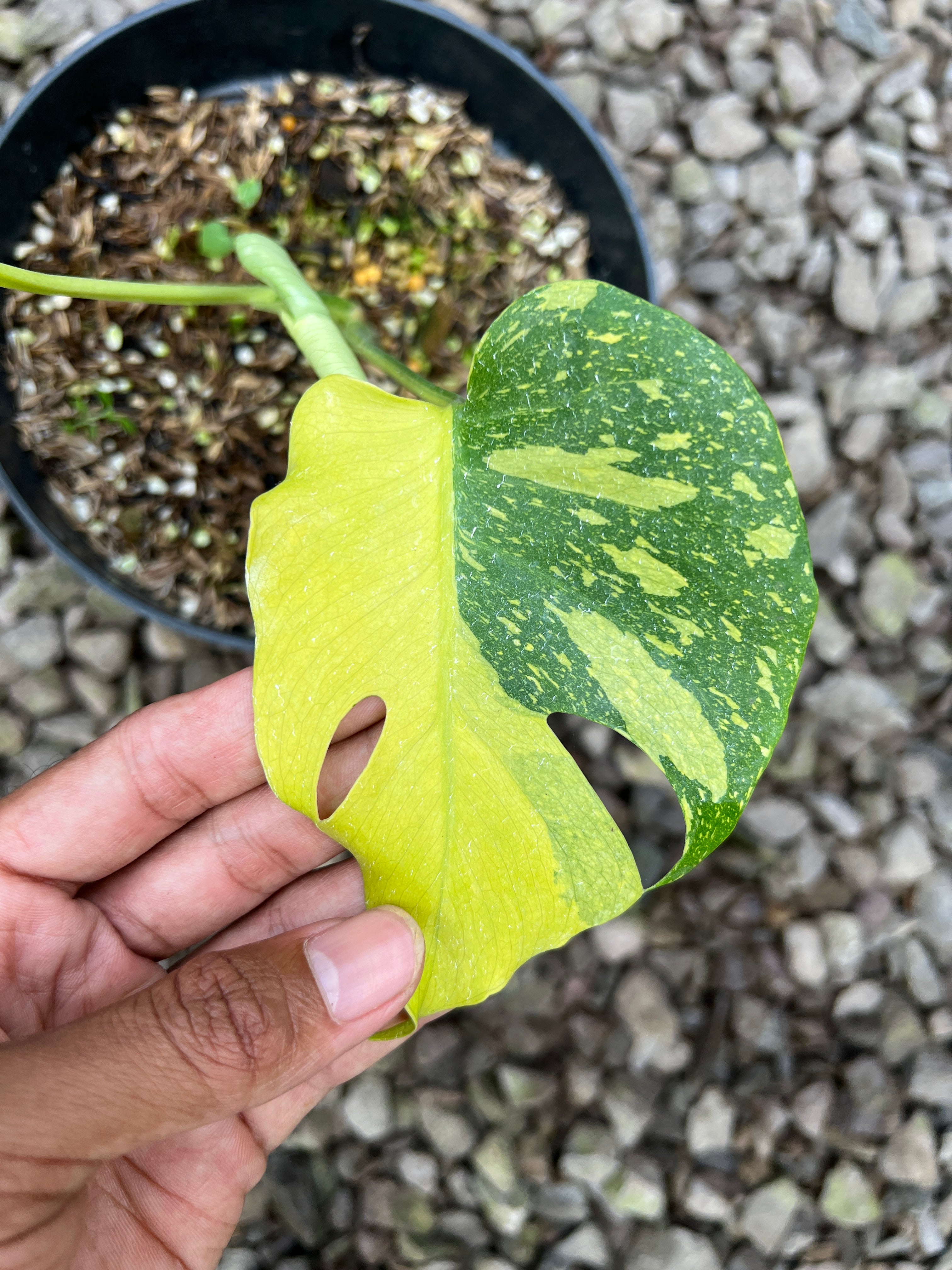 Monstera Jelly Bean