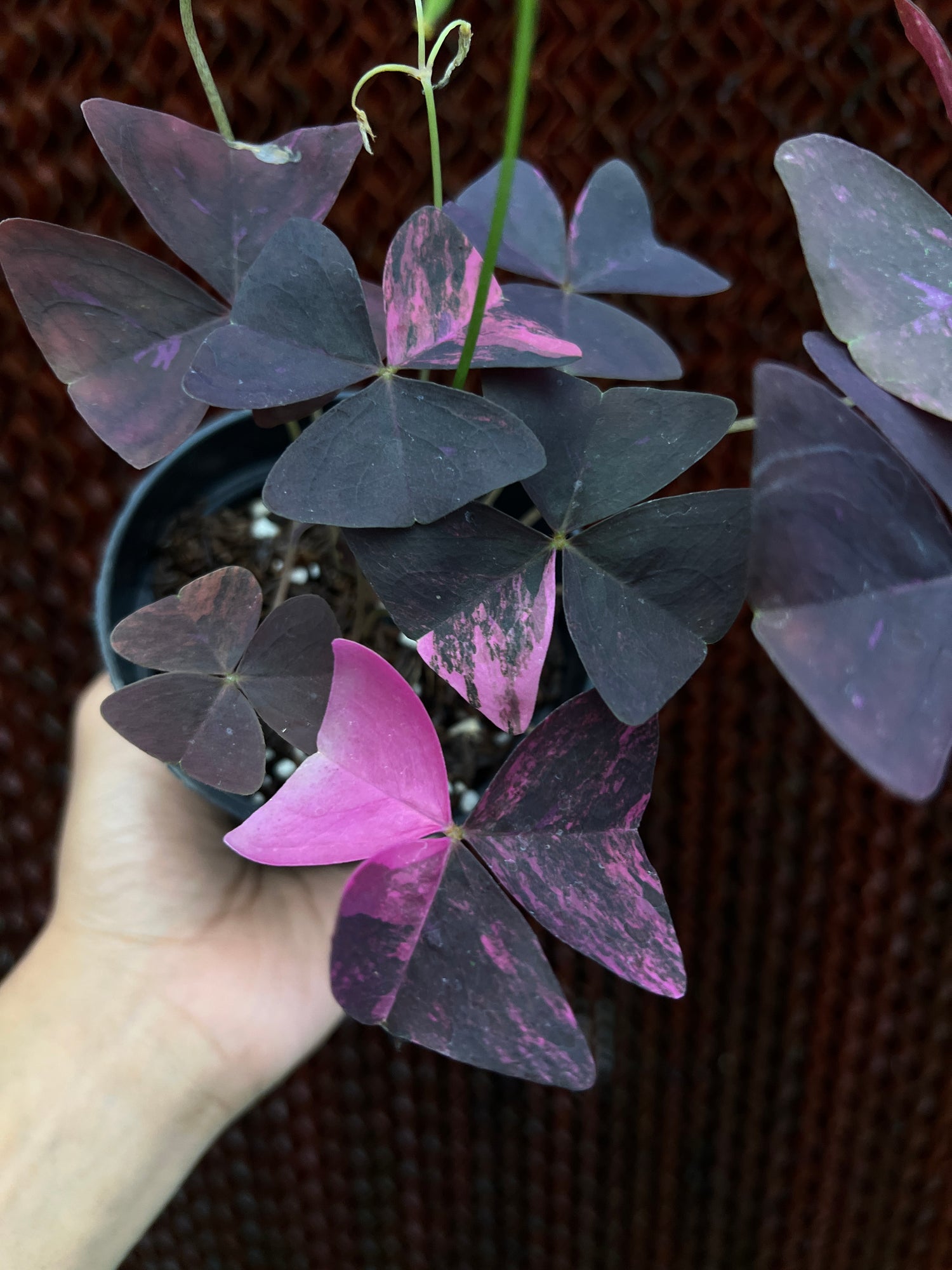 Oxalis Triangularis Variegated
